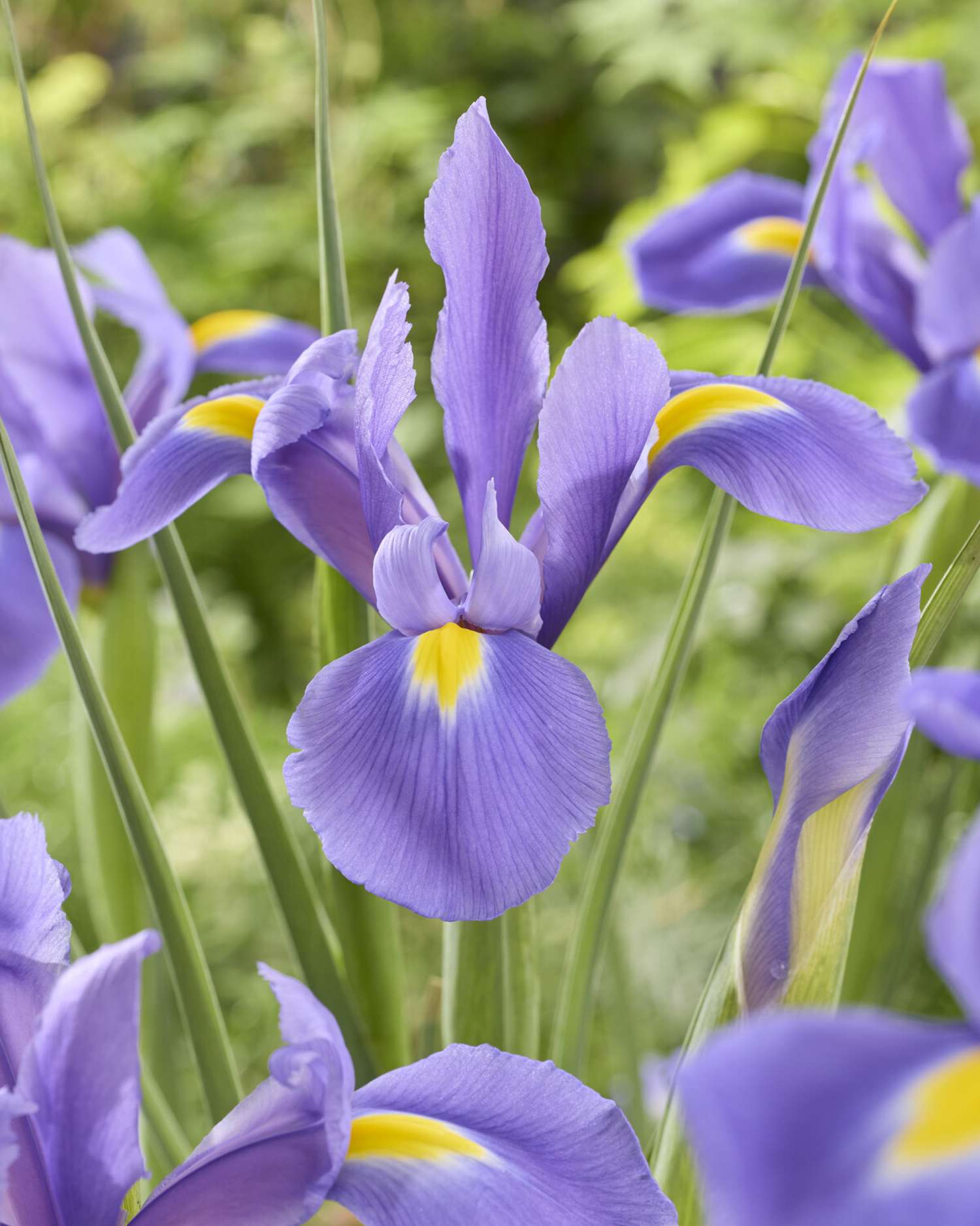 Iris de Hollande 'Valentine'