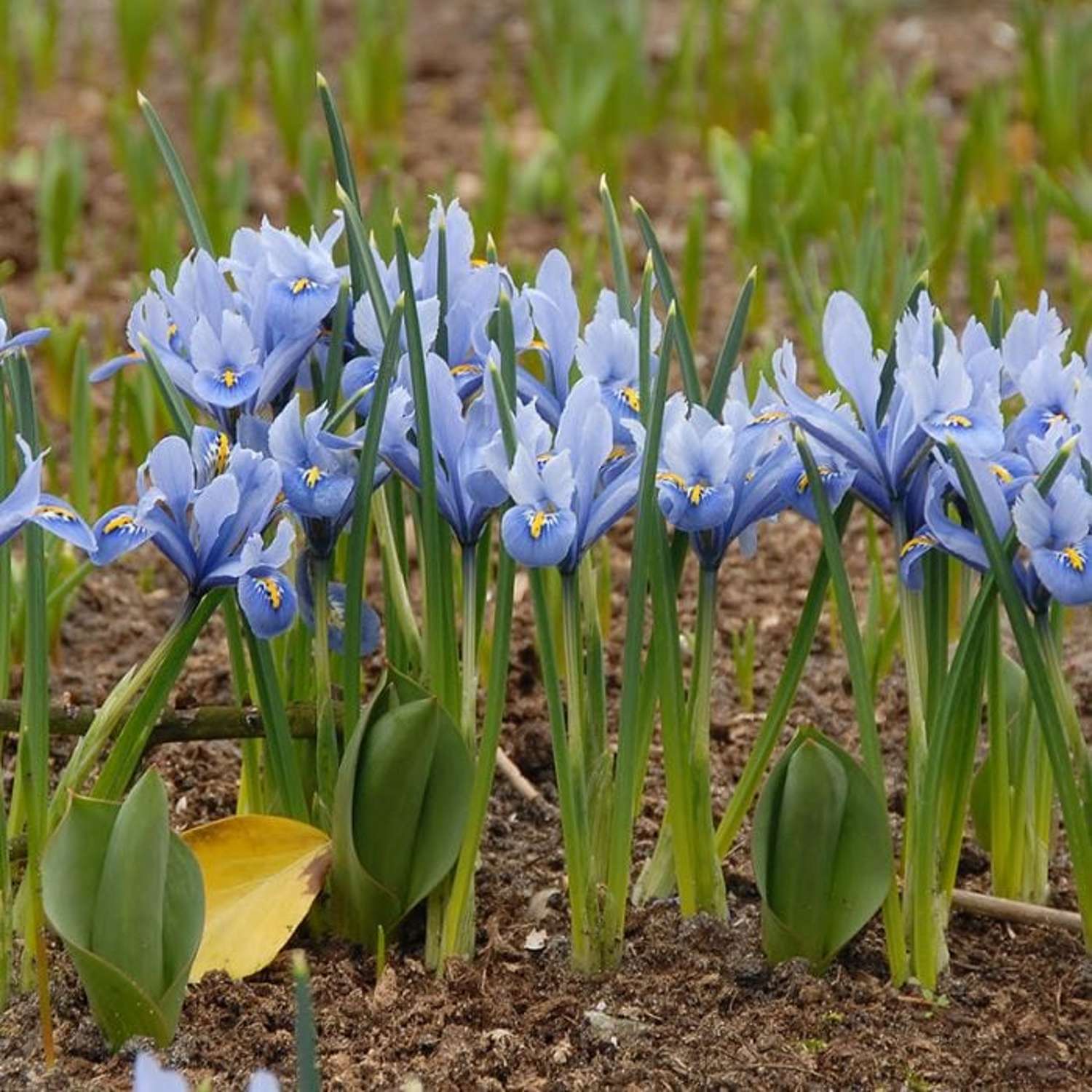 Iris reticulata 'Alida'