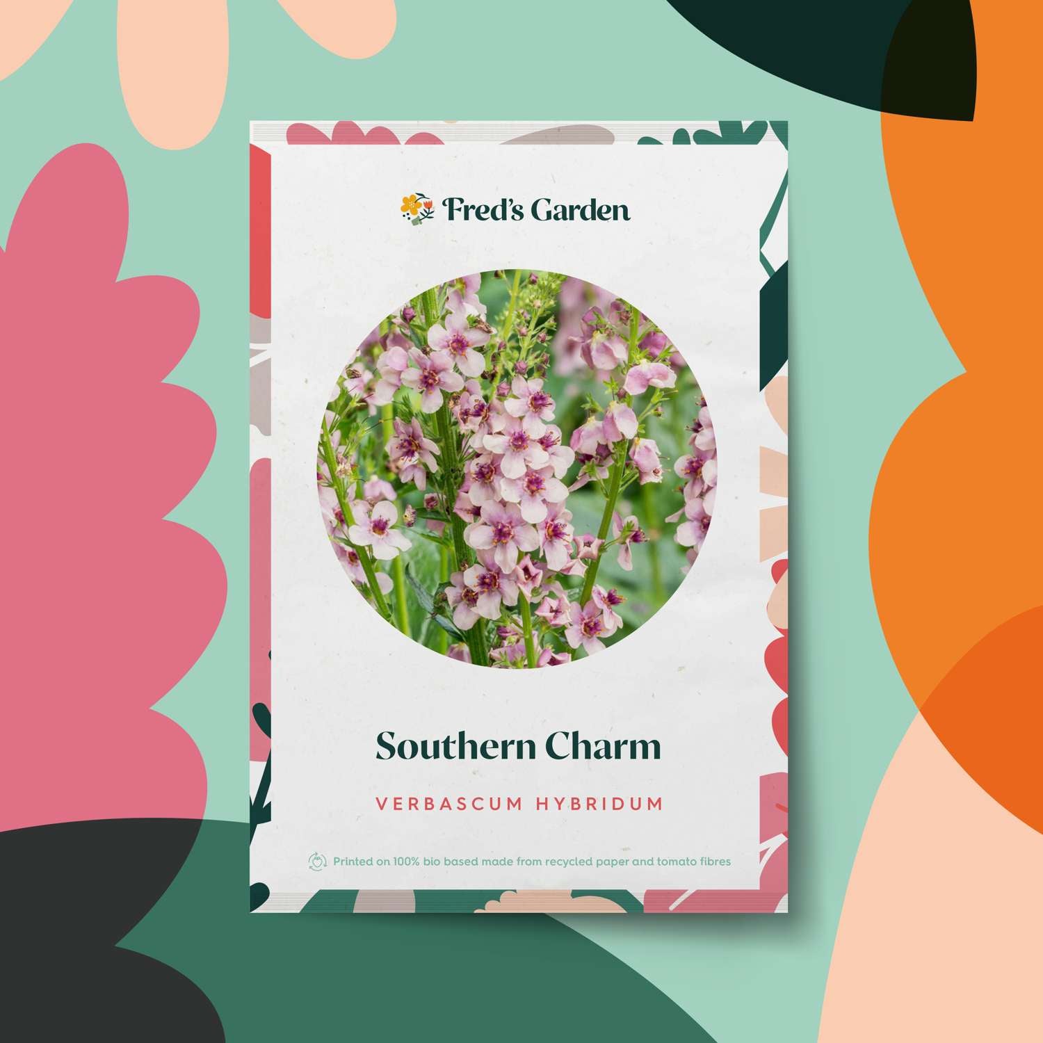 Molène 'Southern Charm' (graines)