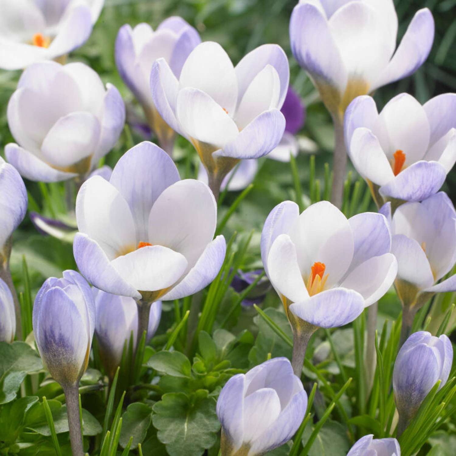 Crocus 'Blue Pearl'
