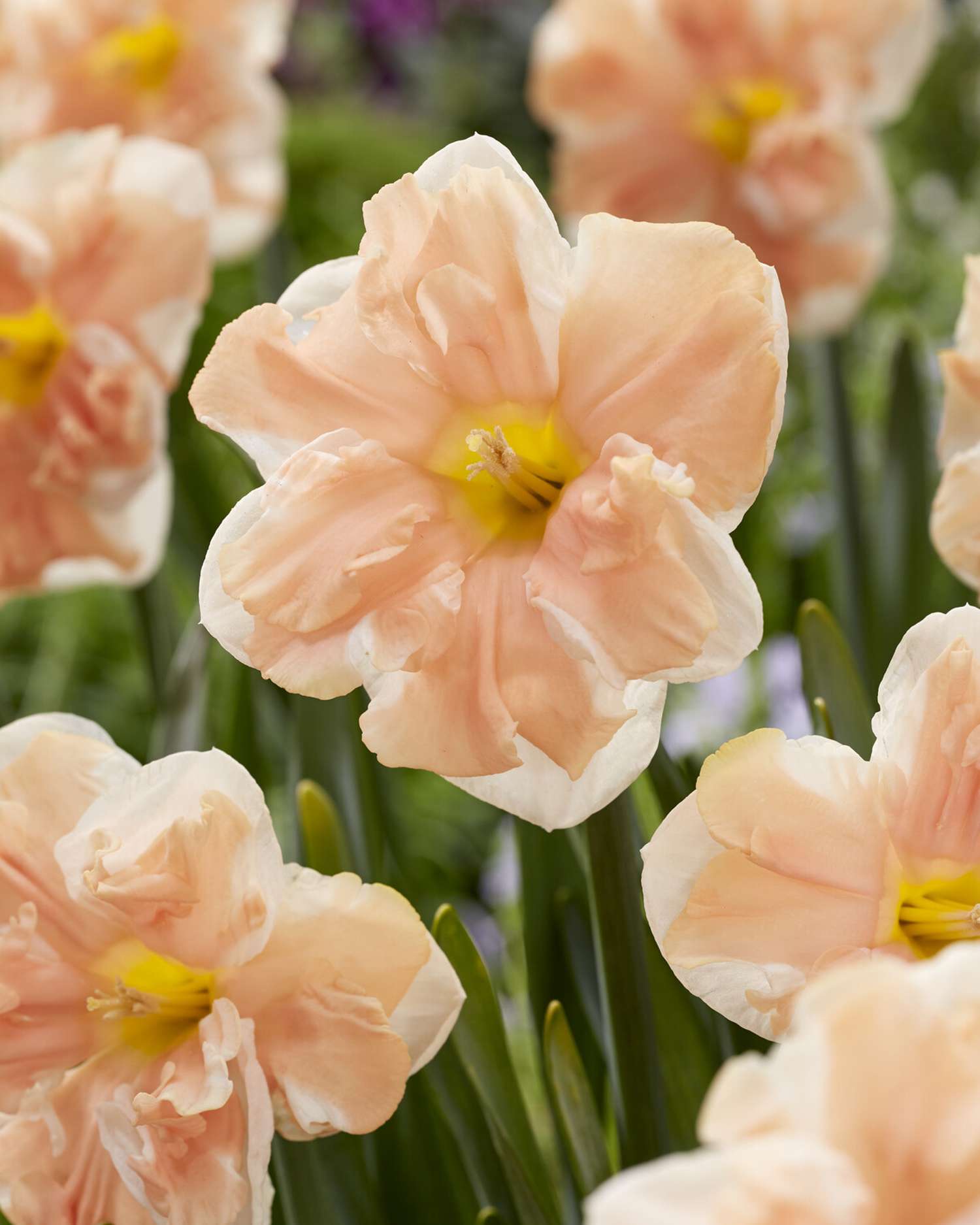 Narcissus 'Apricot Whirl'
