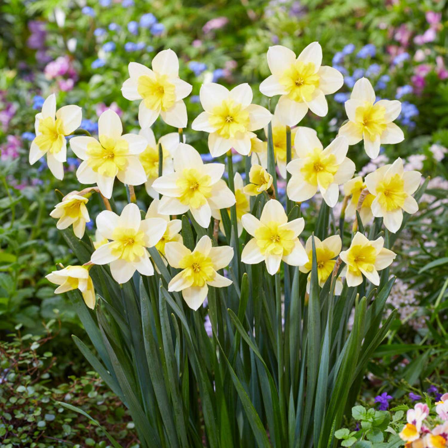 Narcissus 'Bella Estrella'