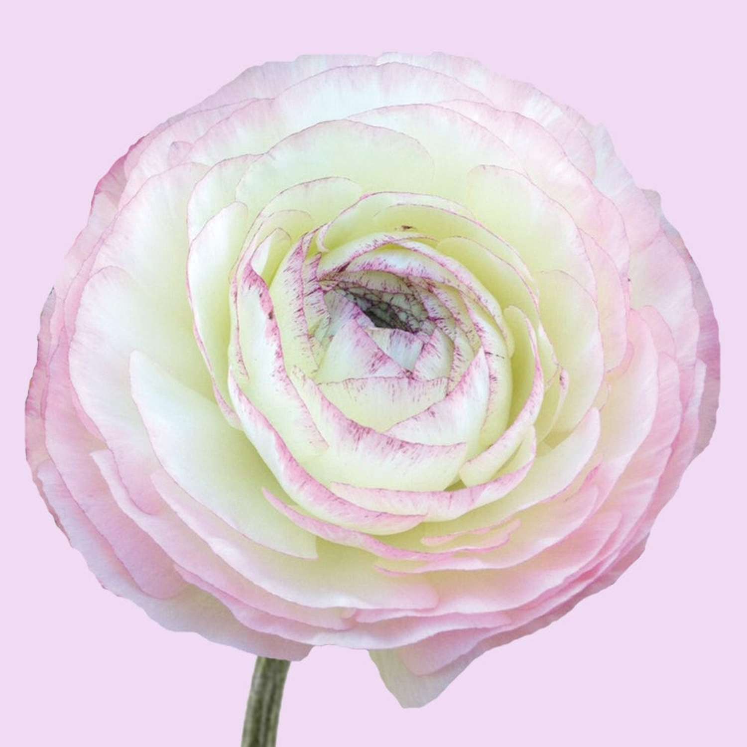 Renoncule 'Elegance Bianco Sfumato'