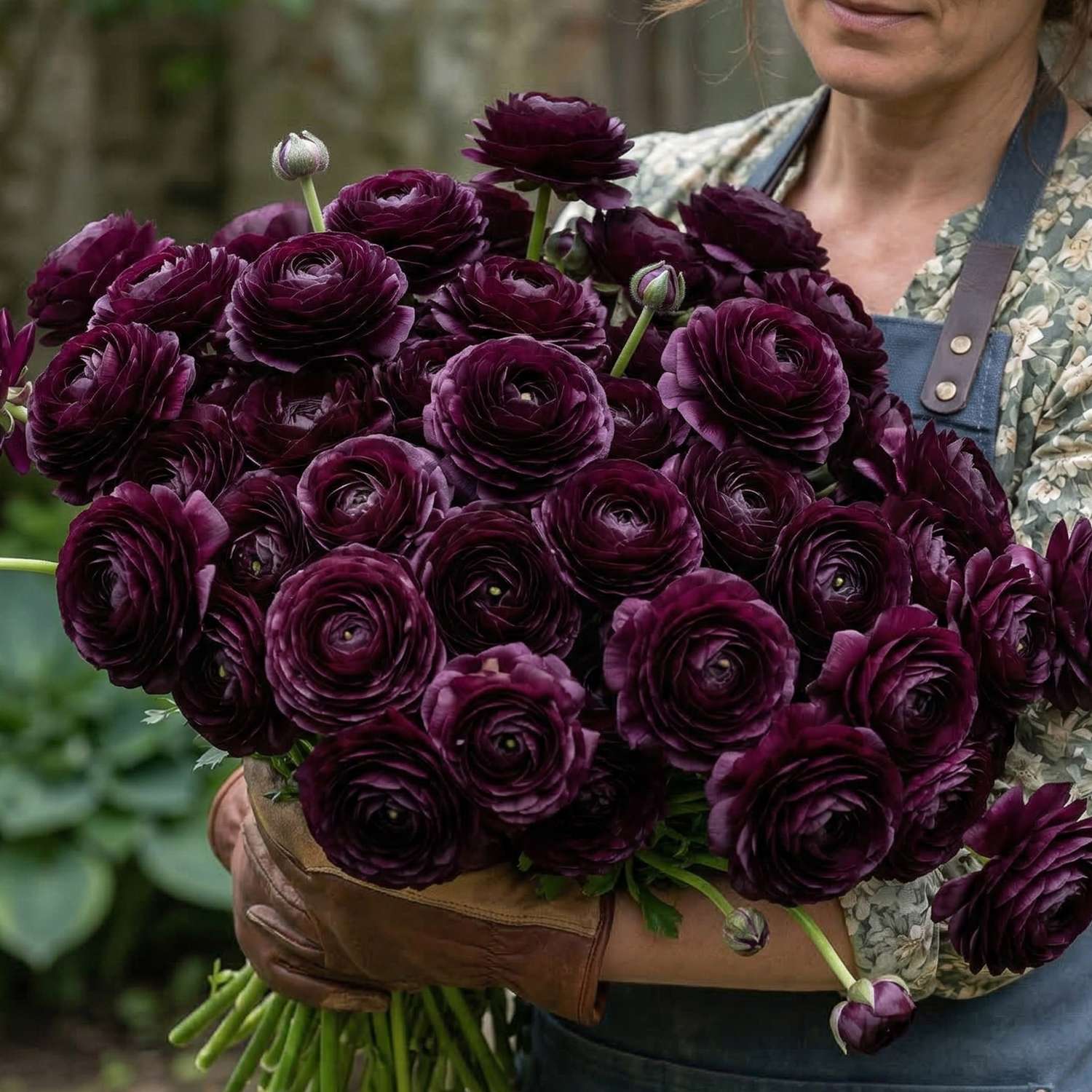 Renoncule 'Elegance Nero'
