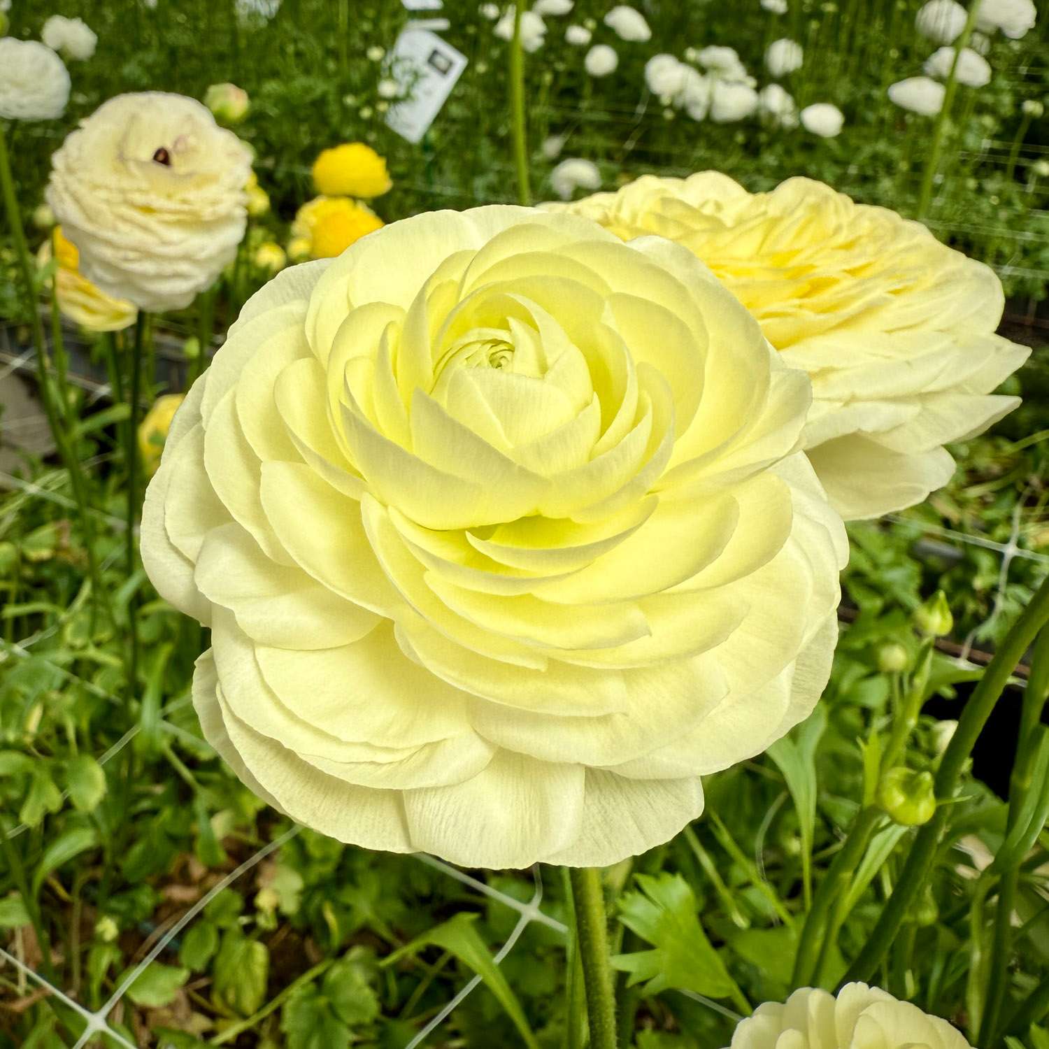 Renoncule 'Elegance Crema'