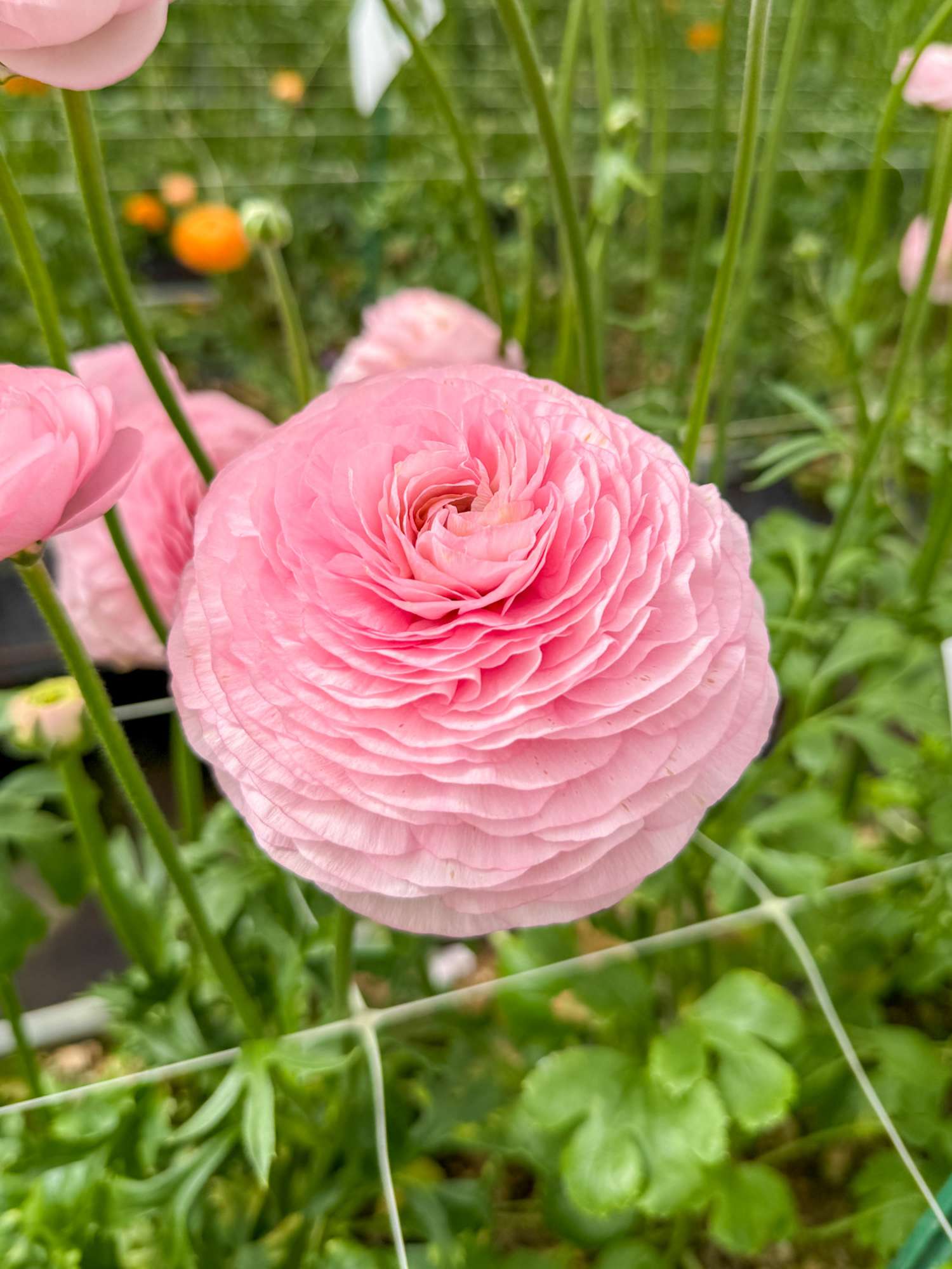 Renoncule 'Elegance® Rosa Chiaro'