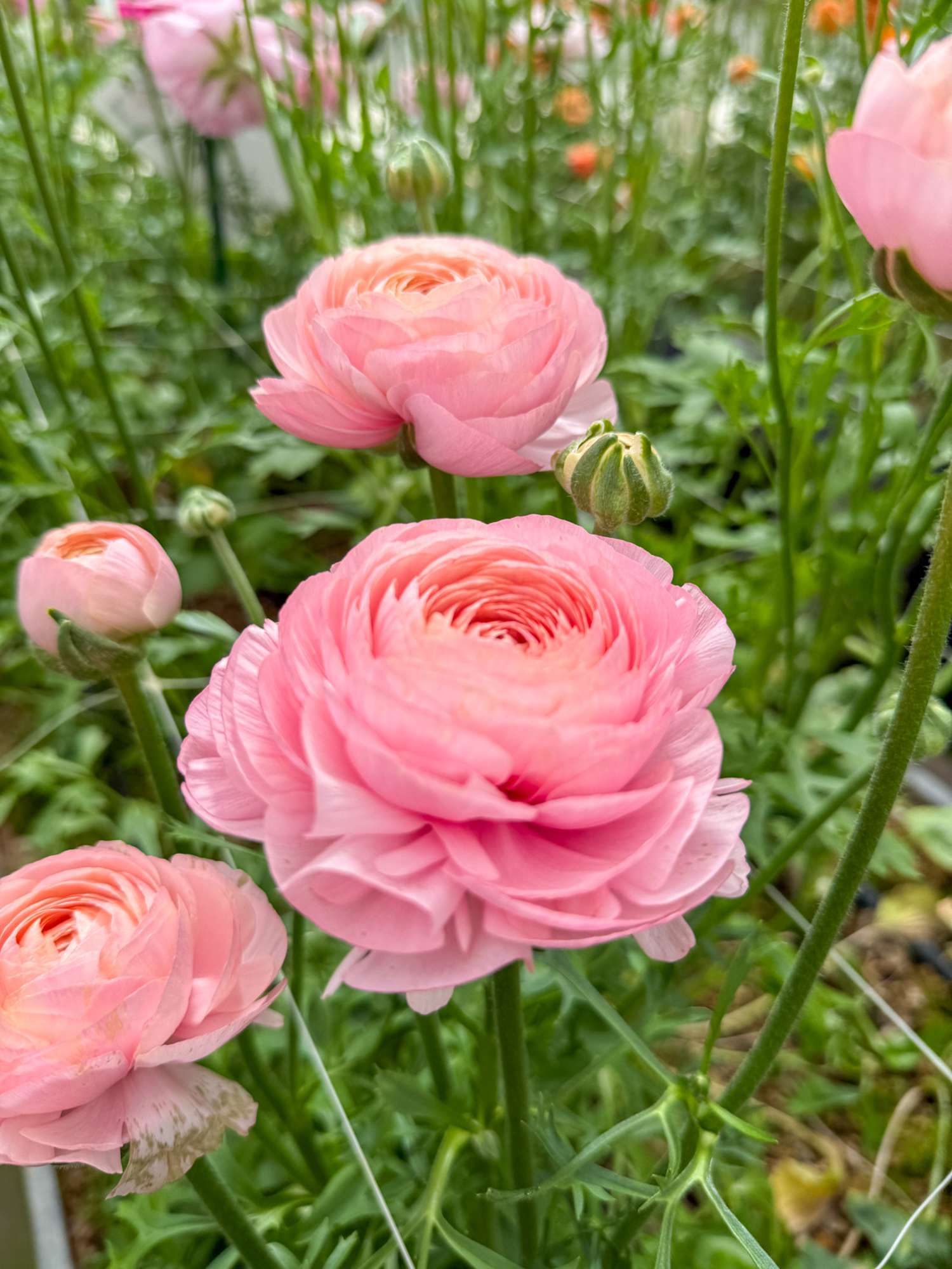 Renoncule 'Elegance® Rosa Chiaro'