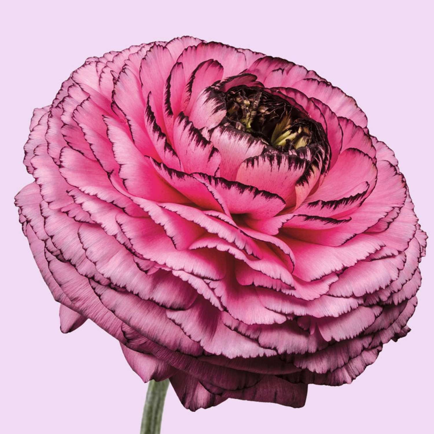 Renoncule 'Elegance Rosa Striato'