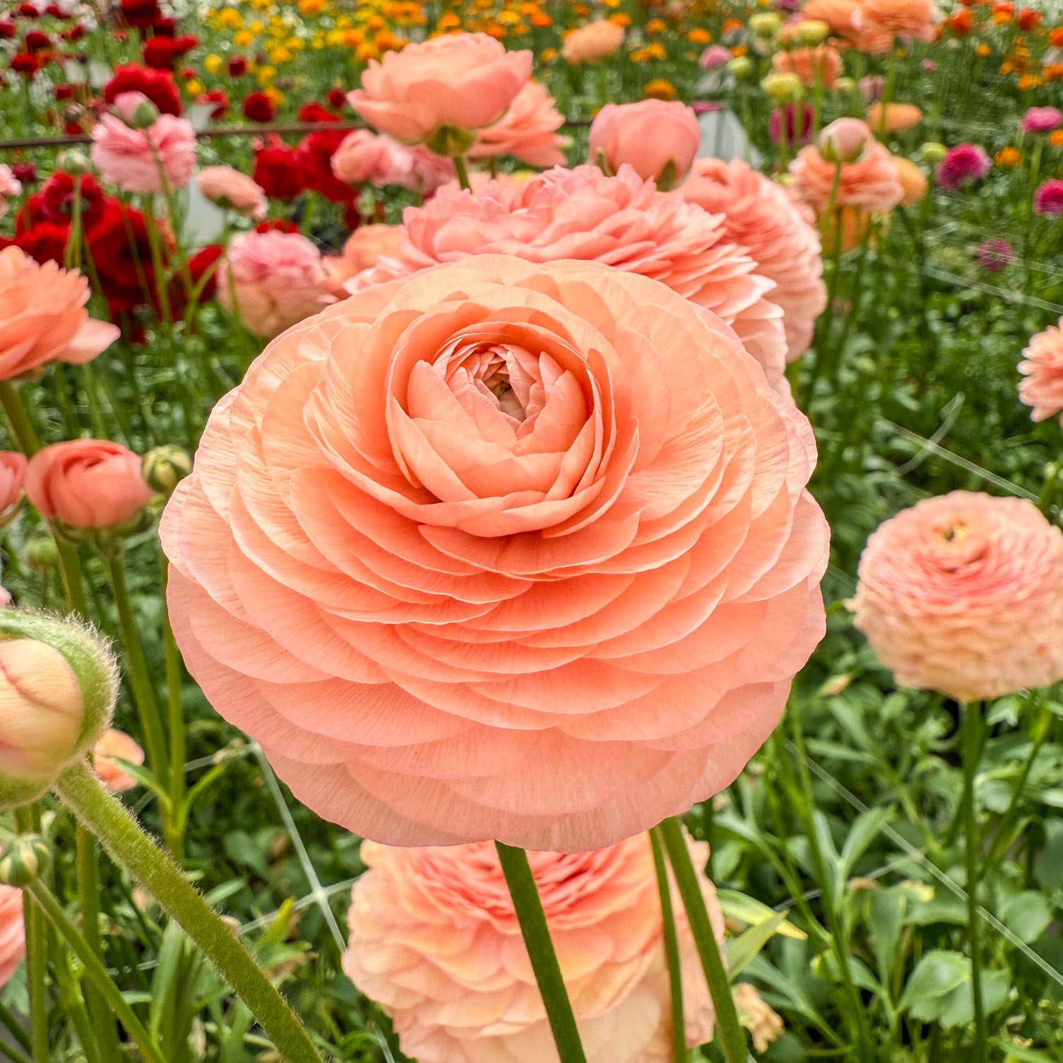 Renoncule 'Elegance® Salmon'
