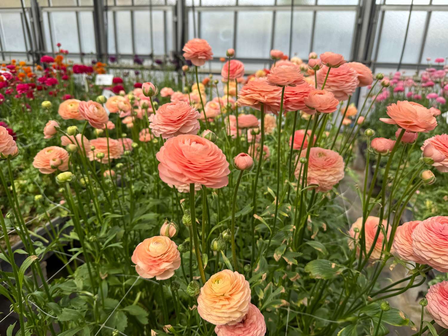 Renoncule 'Elegance® Salmon'