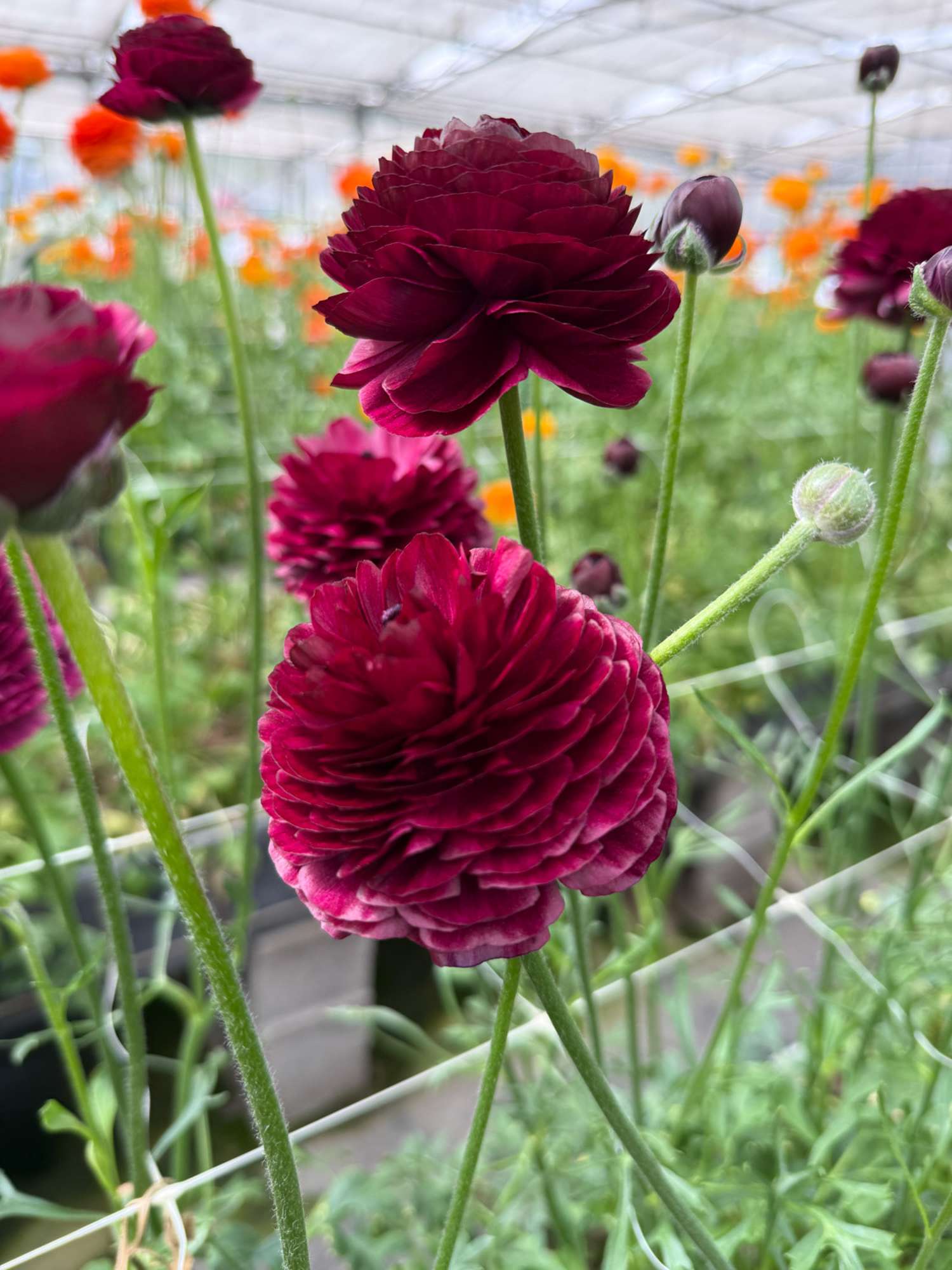 Renoncule 'Elegance® Viola'