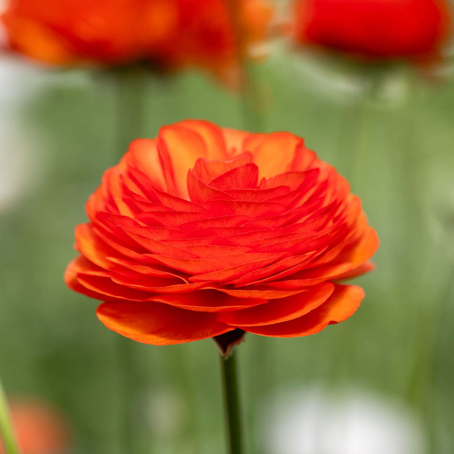 Renoncule 'Elegance Clementine'