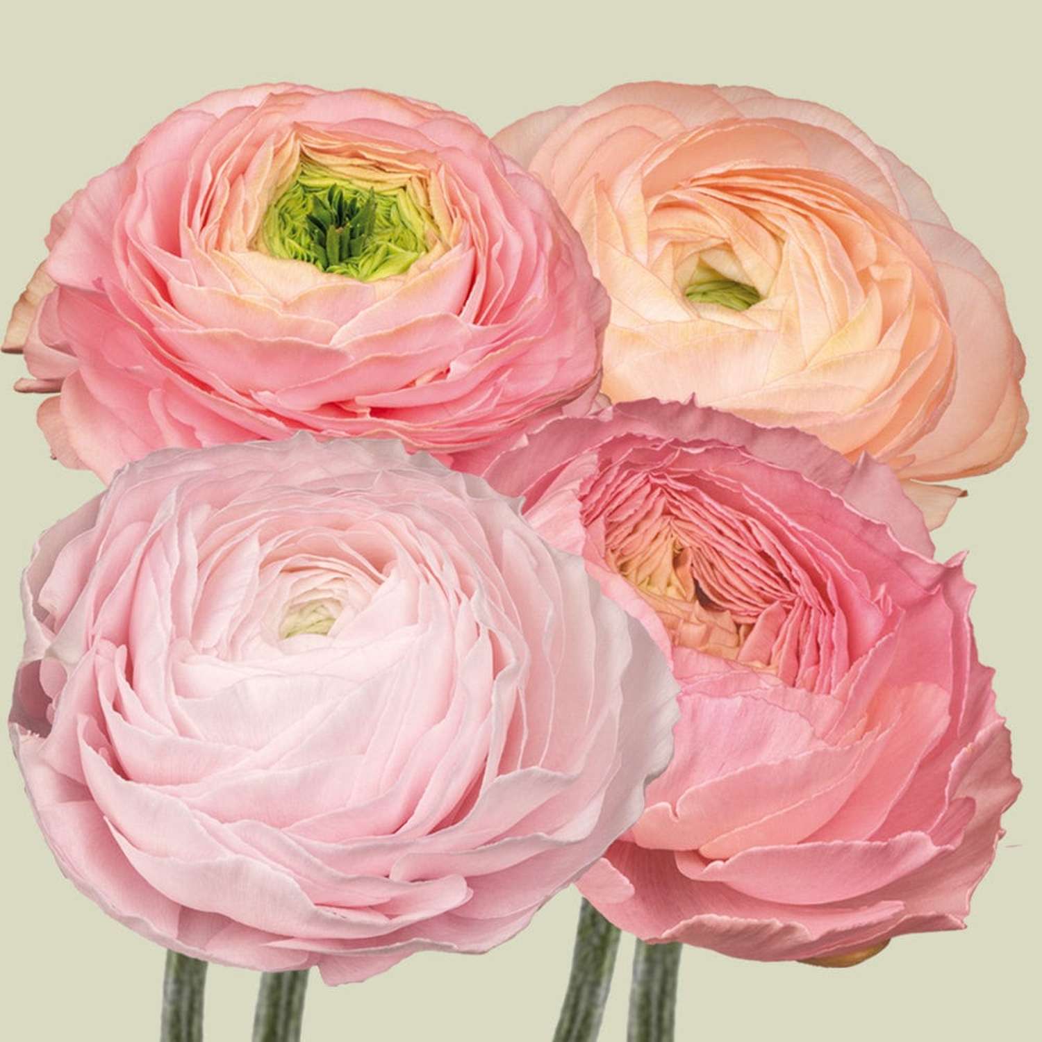 Mélange de renoncules 'Elegance Pastello Pink'