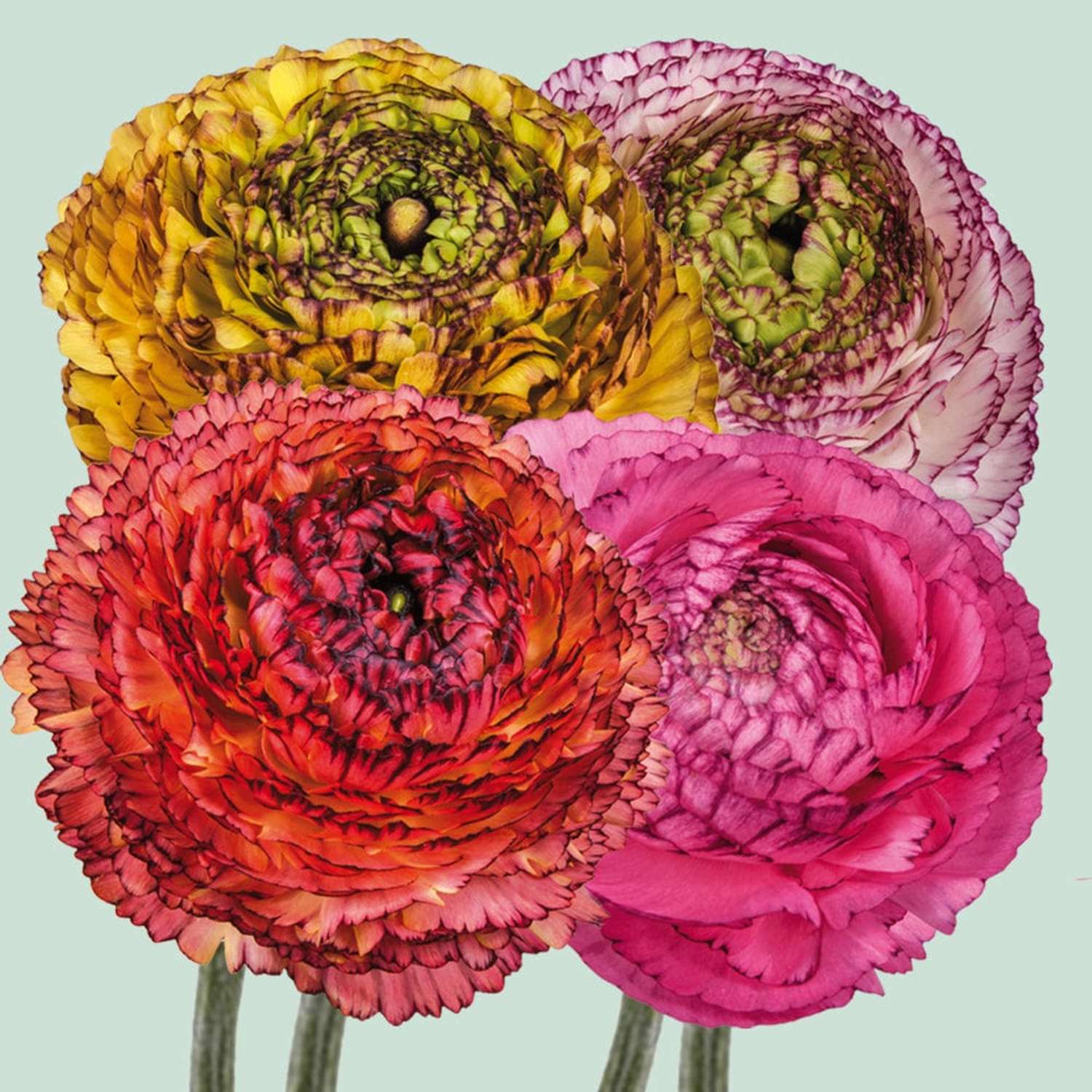 Mélange de renoncules 'Elegance Pastello Striato'
