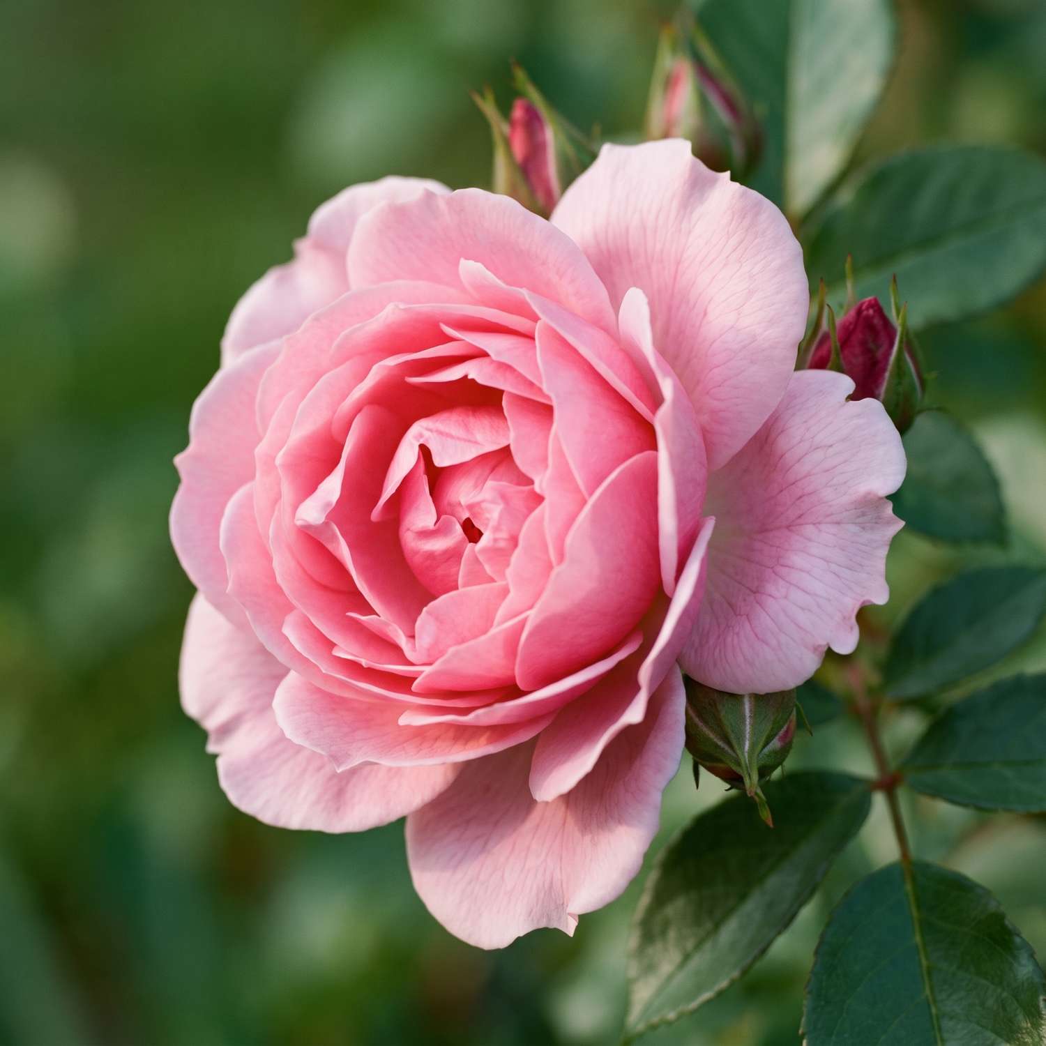 Rosier 'Bonica'