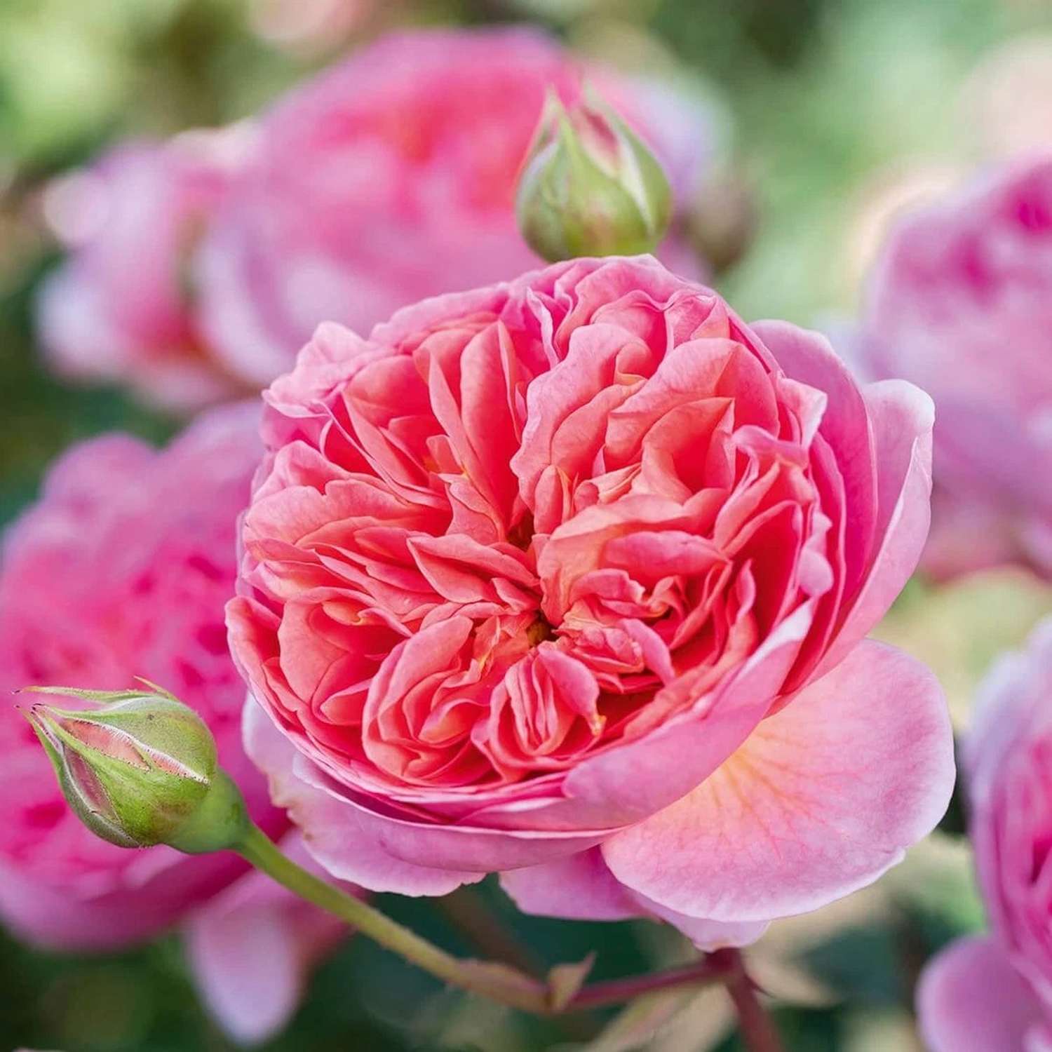 Rosier 'Boscobel™' (Auscousin)