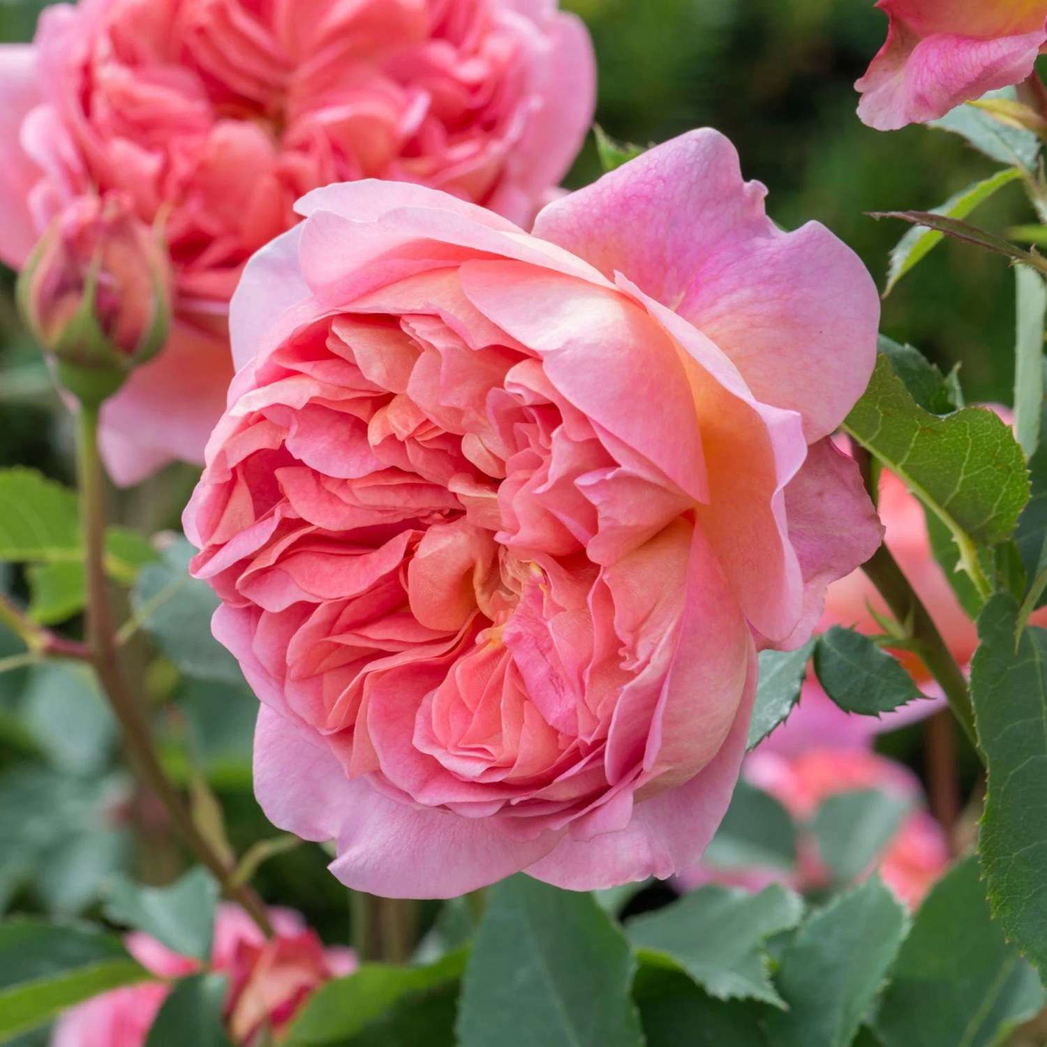 Rosier 'Boscobel™' (Auscousin)