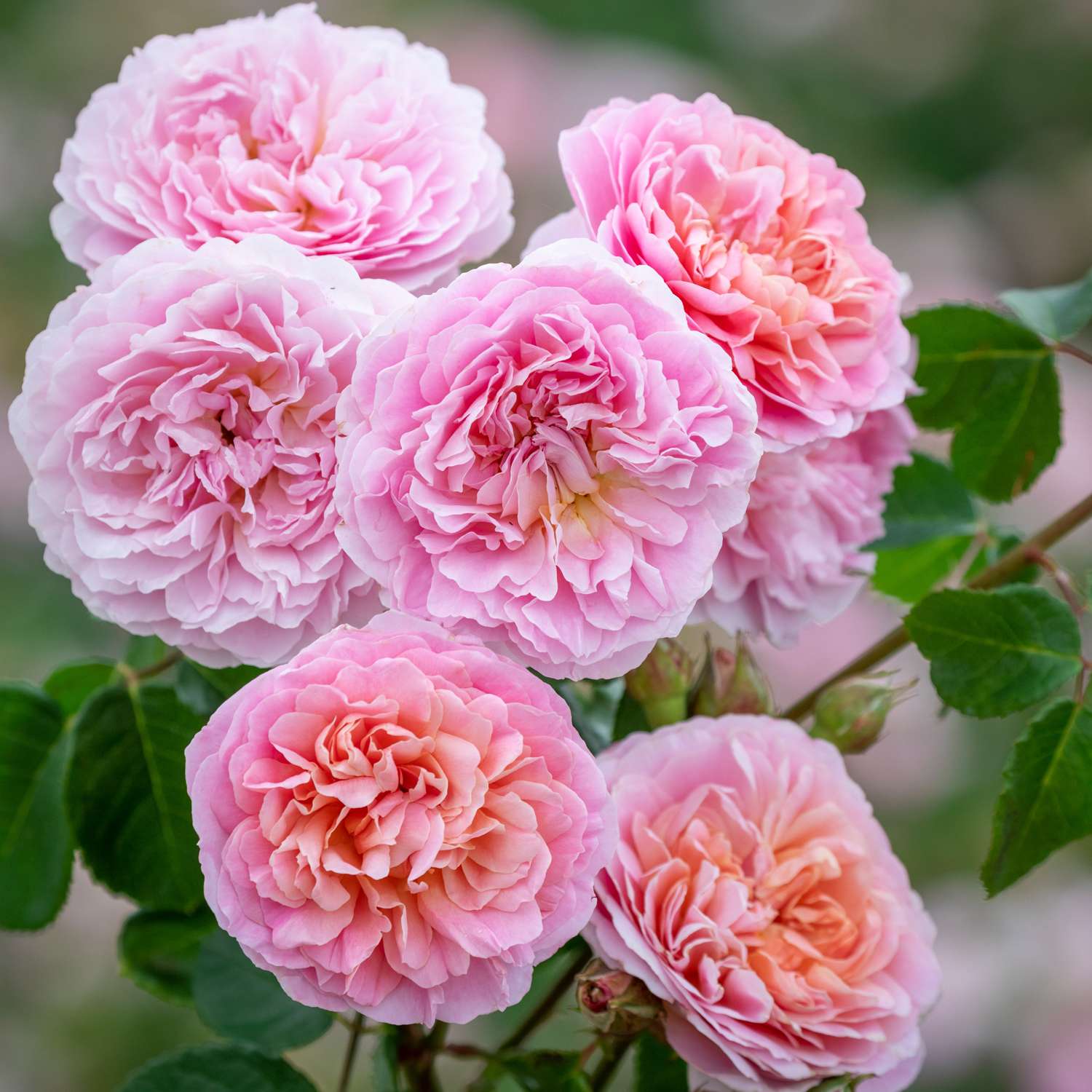 Rosier 'Eustacia Vye' (Ausegdon)