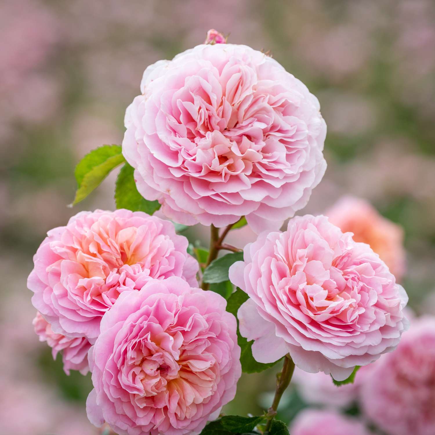 Rosier 'Eustacia Vye' (Ausegdon)