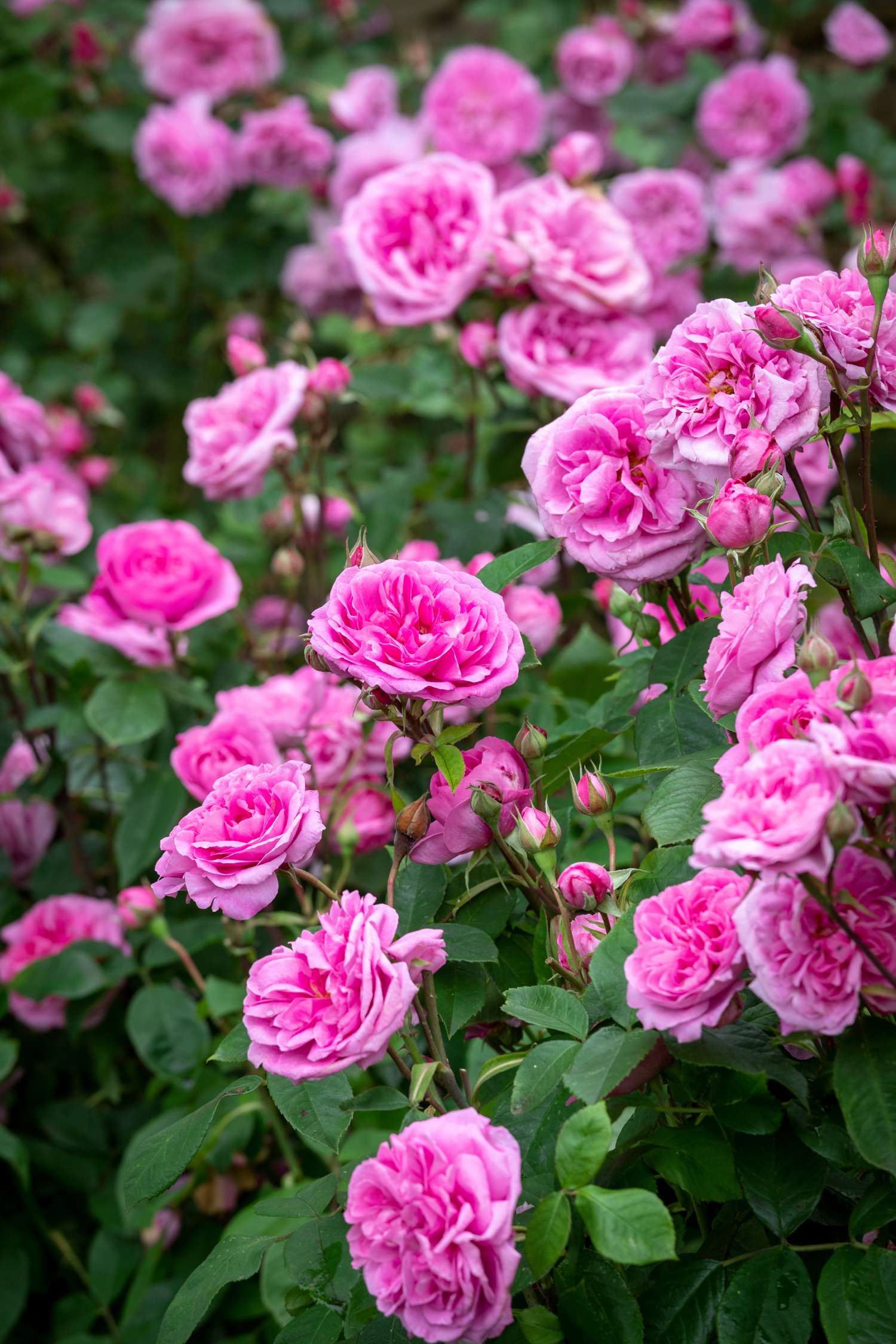Rosier 'Gertrude Jekyll®' (Ausbord)