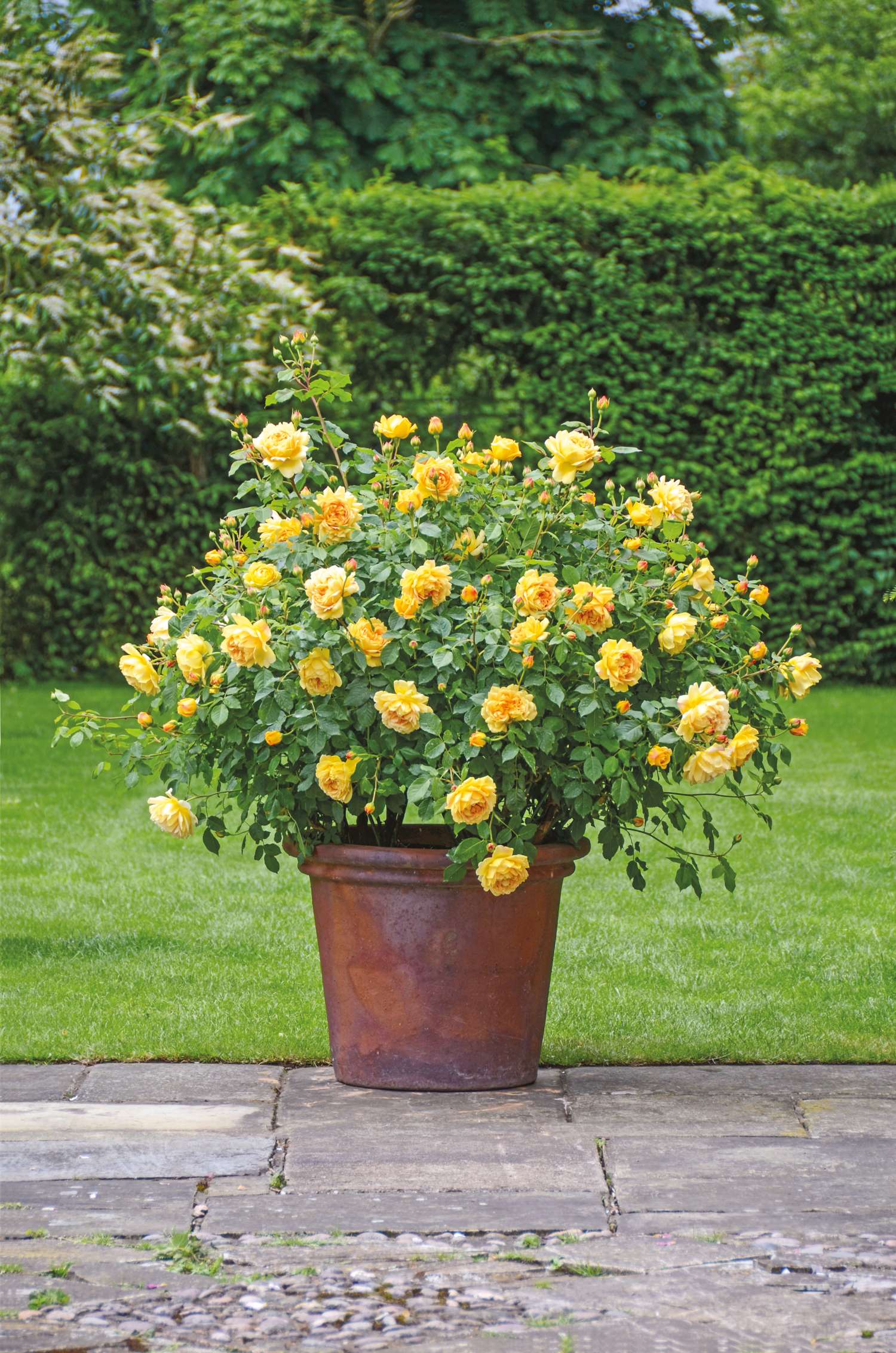 Rosier 'Golden Celebration®' (Ausgold)