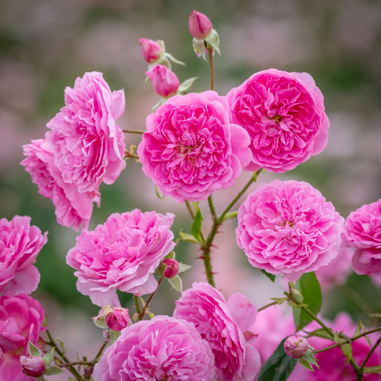 Rosier 'Harlow Carr' (Aushouse)