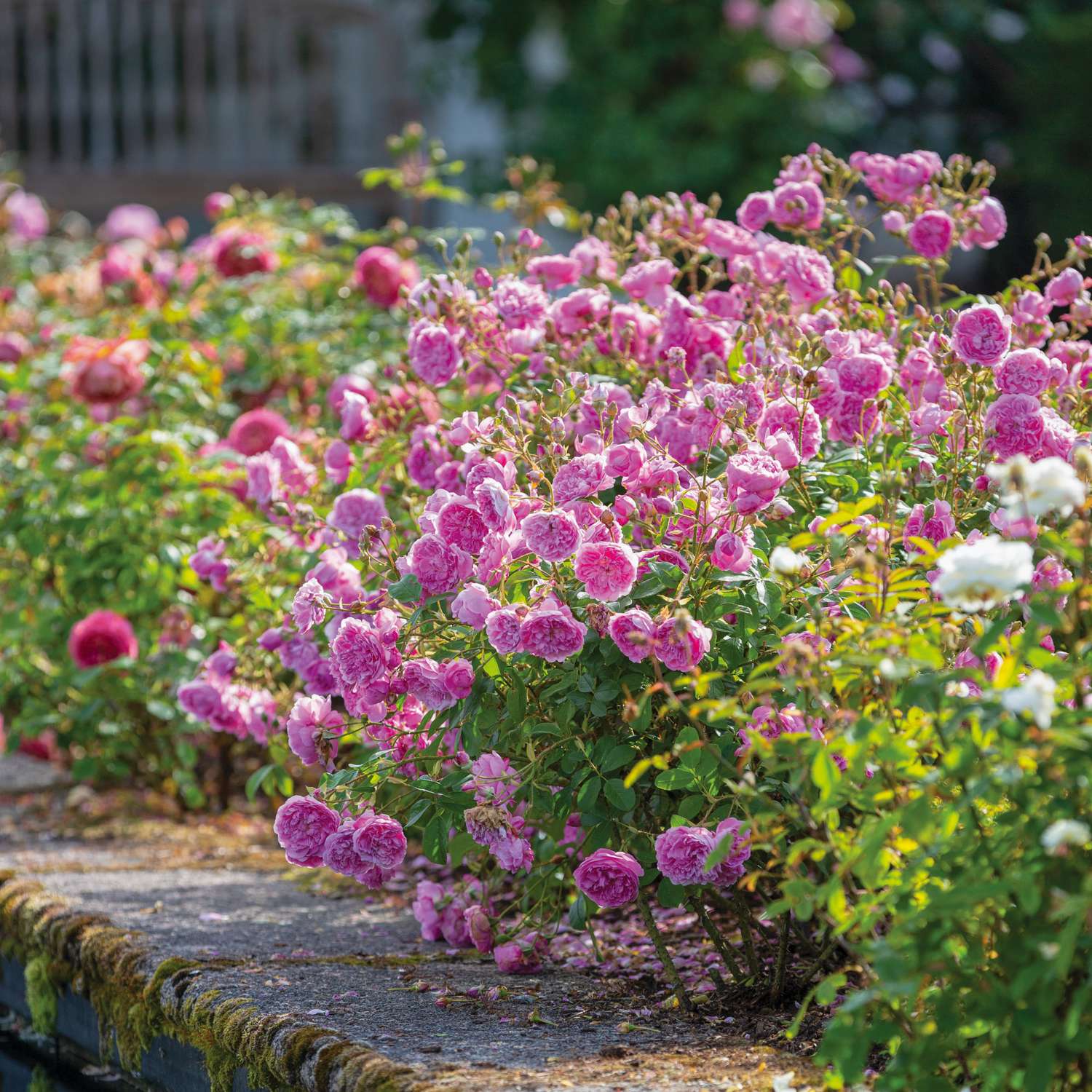 Rosier 'Harlow Carr' (Aushouse)