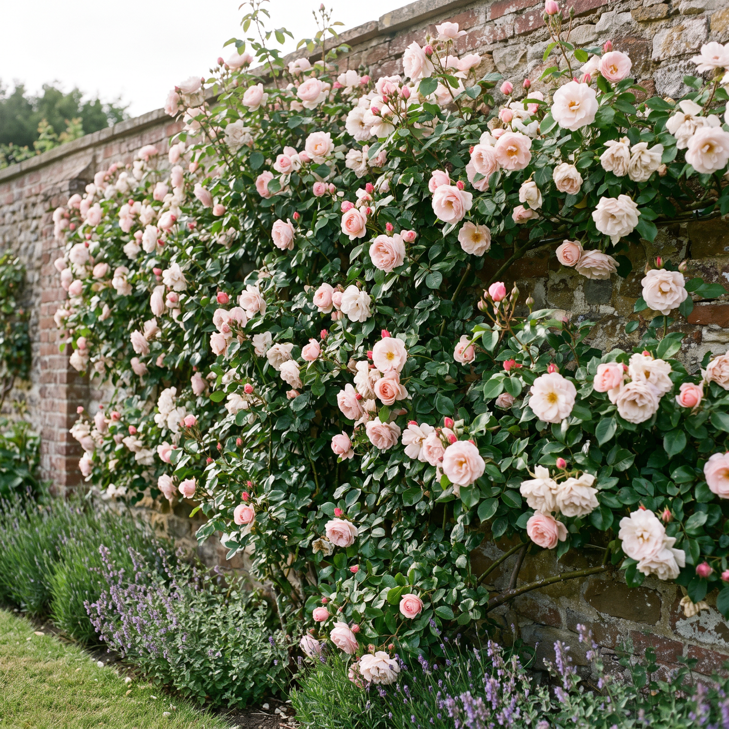 Rosier 'New Dawn'
