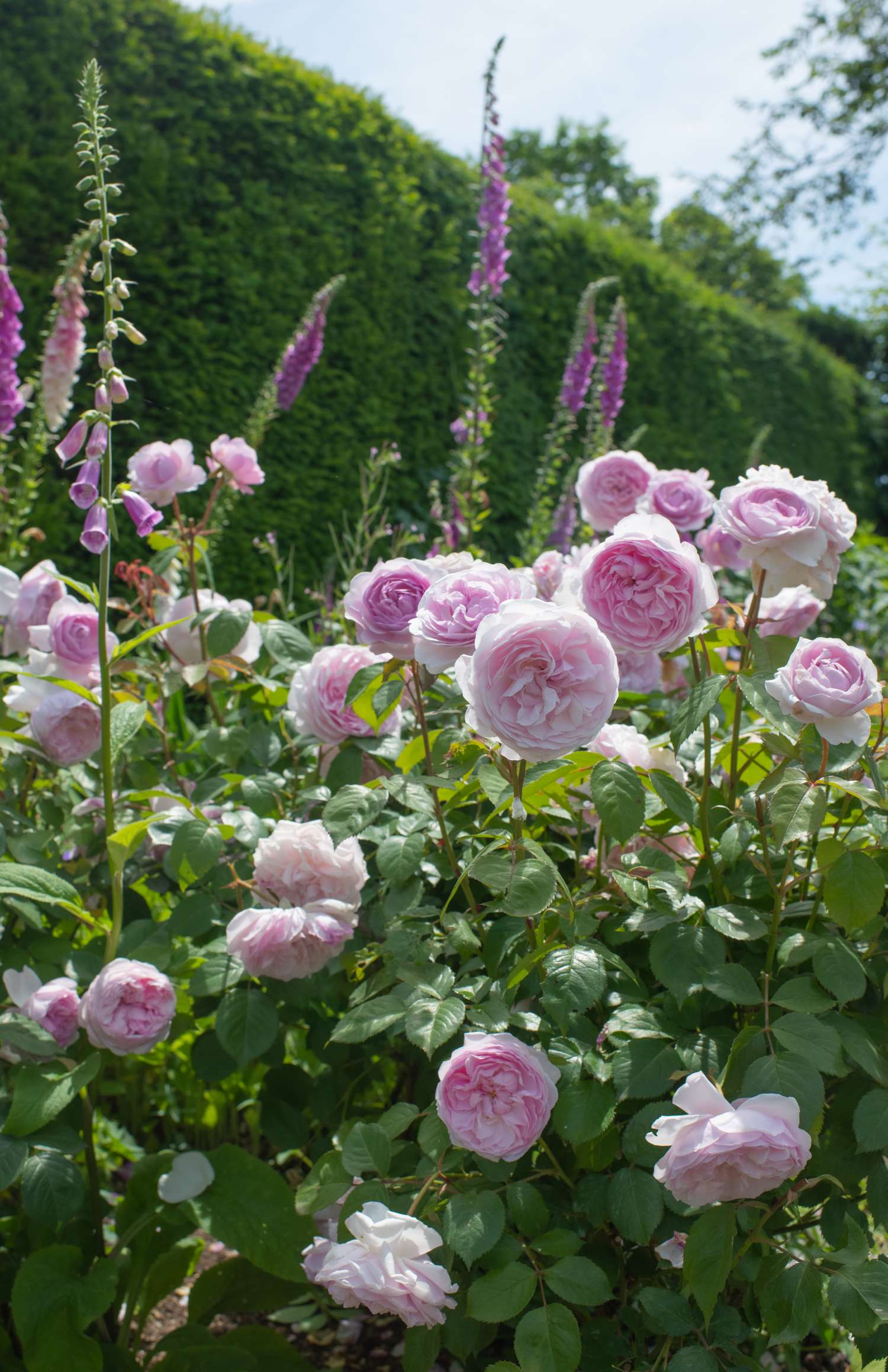 Rosier 'Olivia Rose Austin®' (Ausmixture)