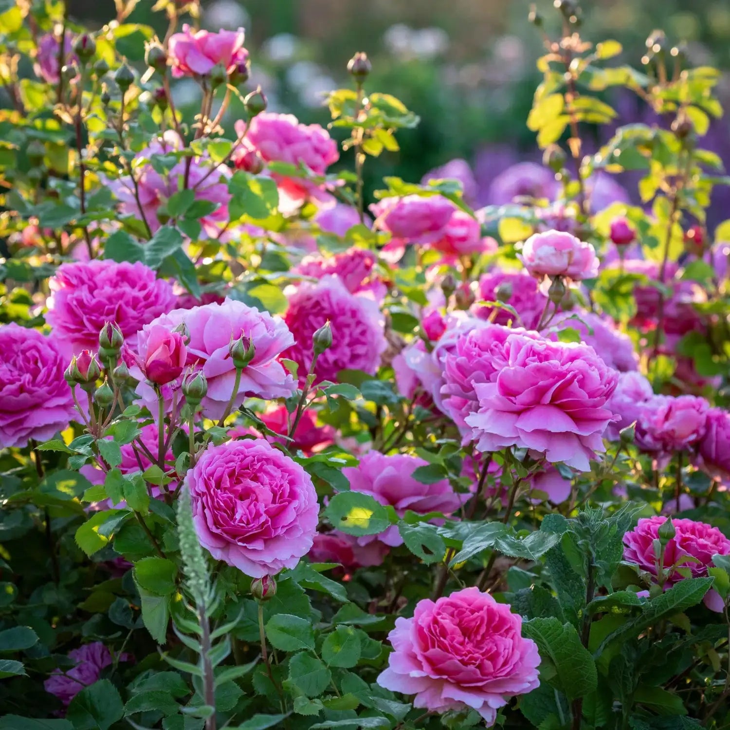 Rosier 'Princess Alexandra of Kent™' (Ausmerchant)