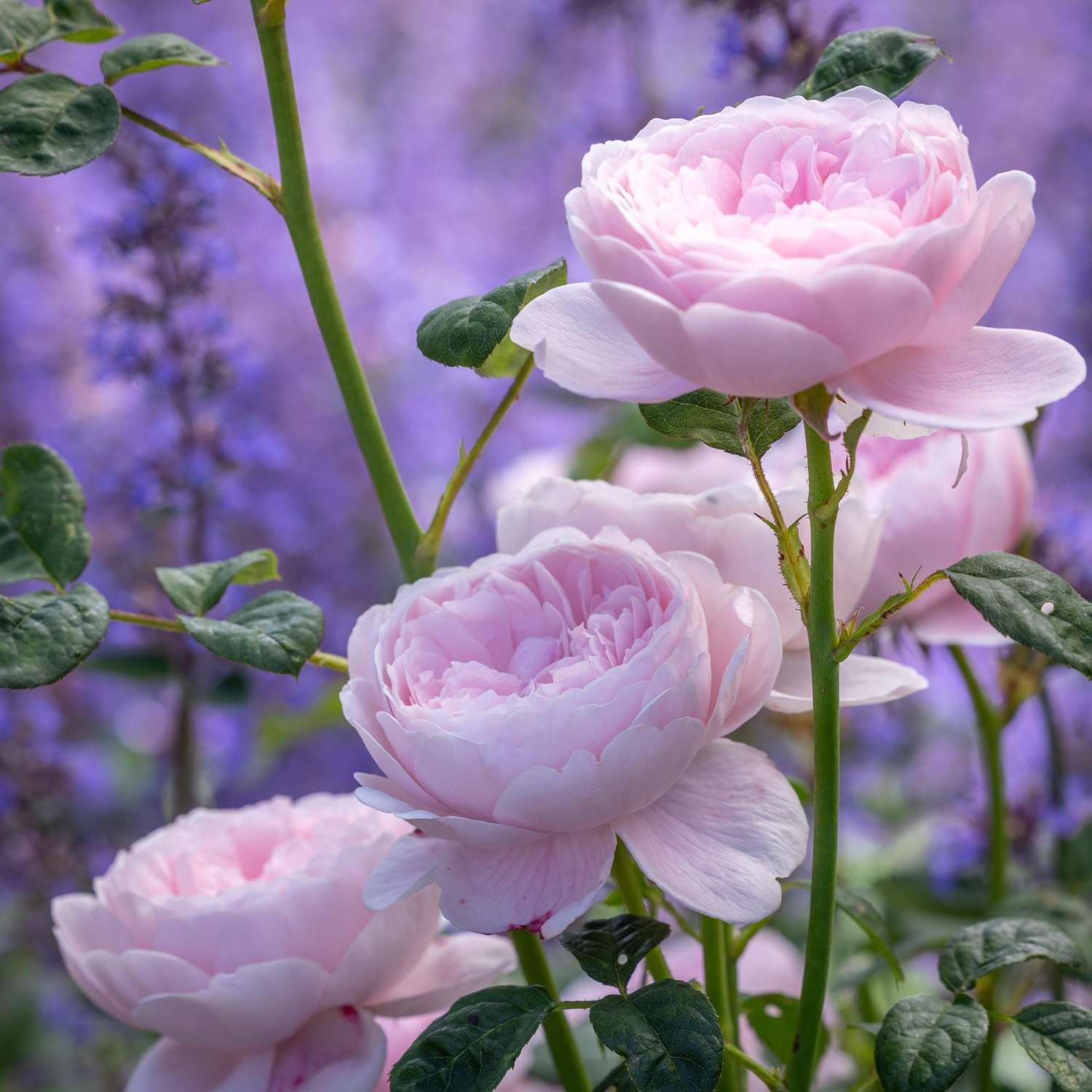 Rosier 'Queen of Sweden™' (Austiger)