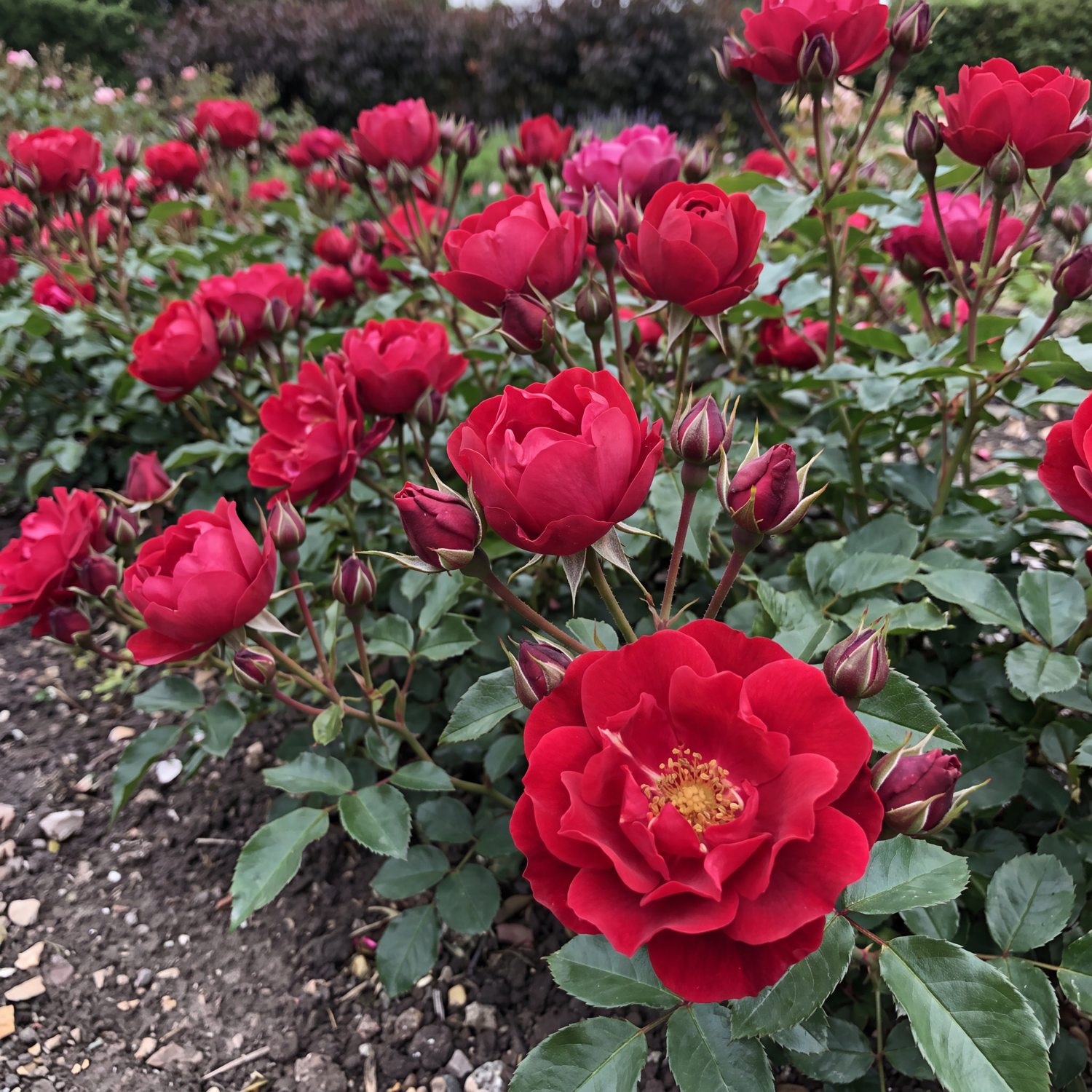 Rosier 'Rotilla'