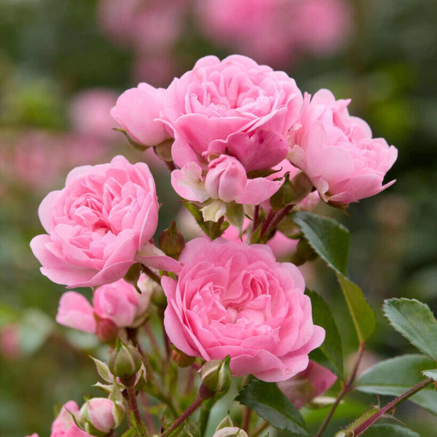 Rosier 'The Fairy'