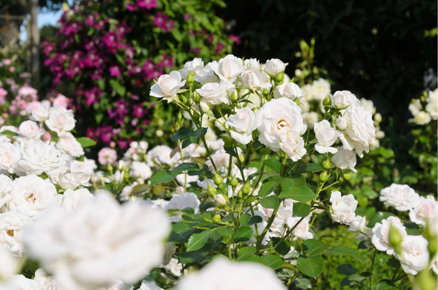 Rosier 'White Cover'