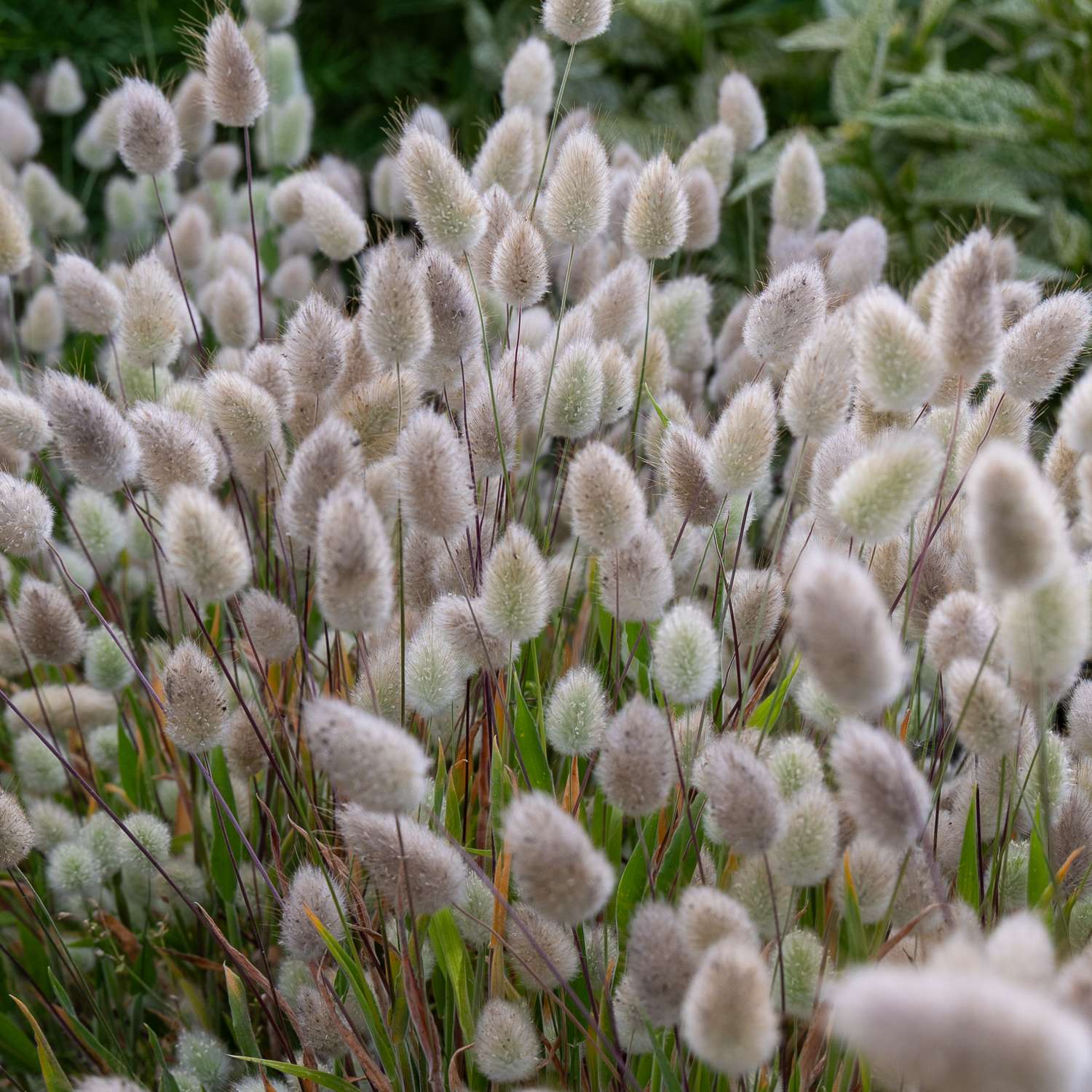 Lagure 'Bunny Tails' (graines)