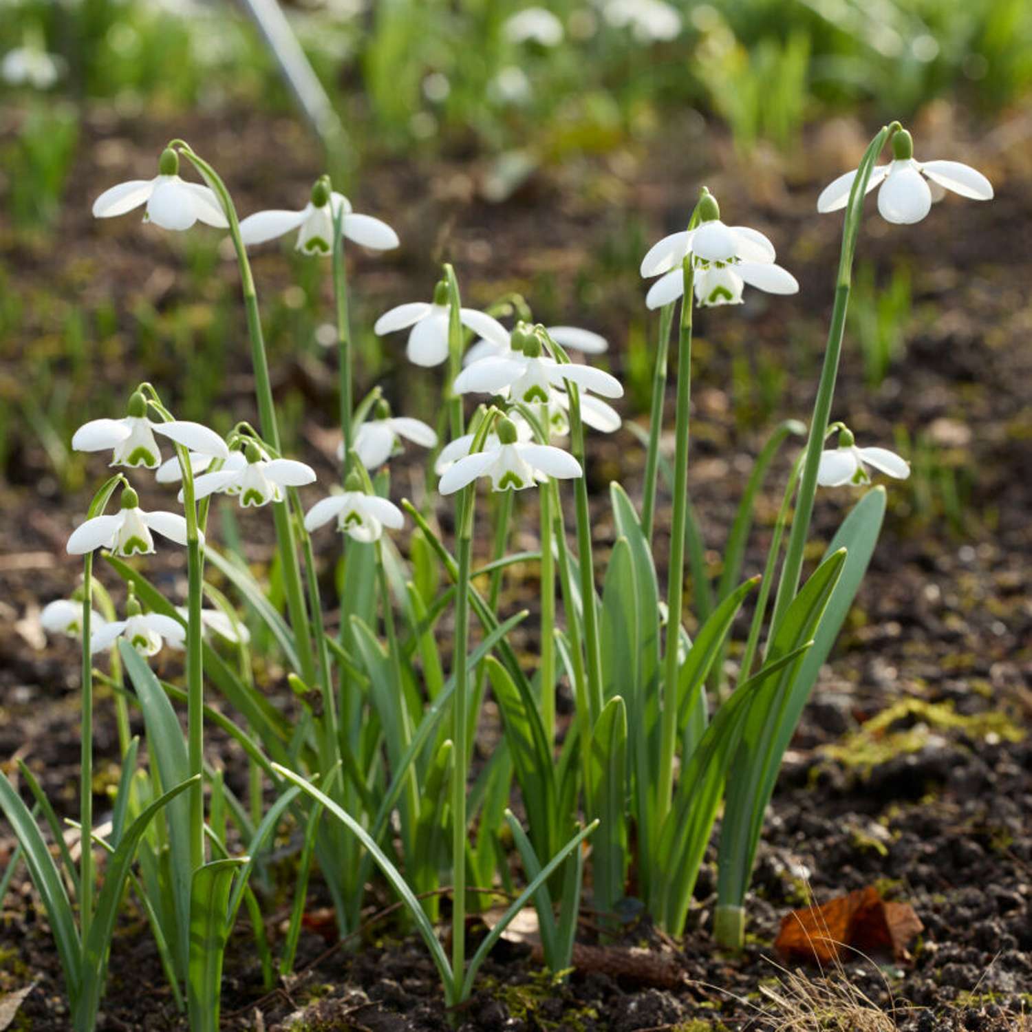 Perce-neige 'S. Arnott'
