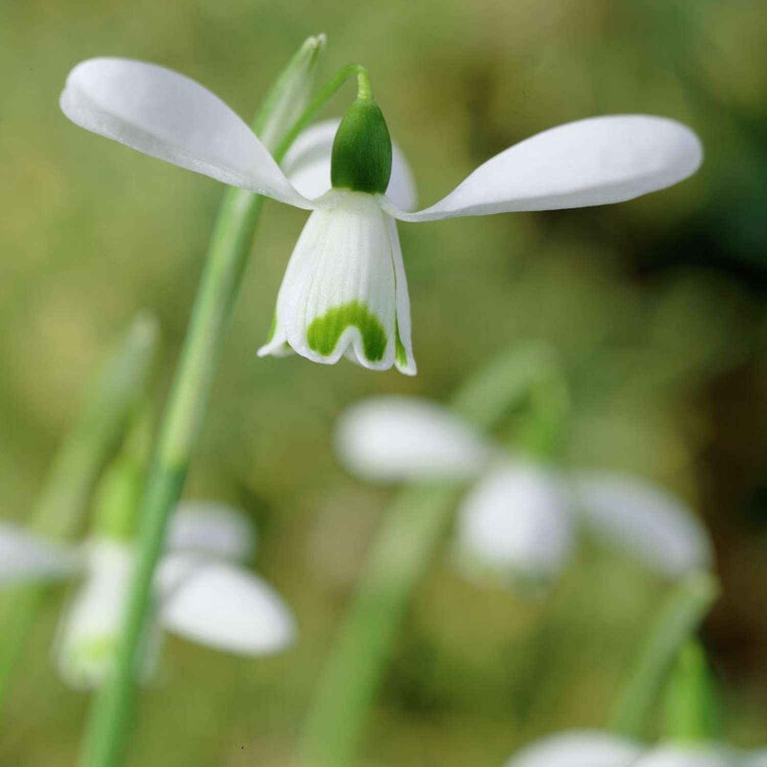 Perce-neige 'S. Arnott'