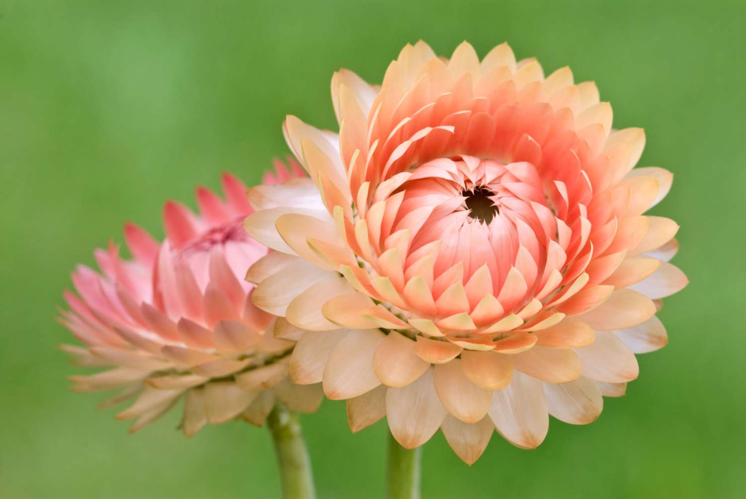 Immortelle 'Salmon rose' (graines)
