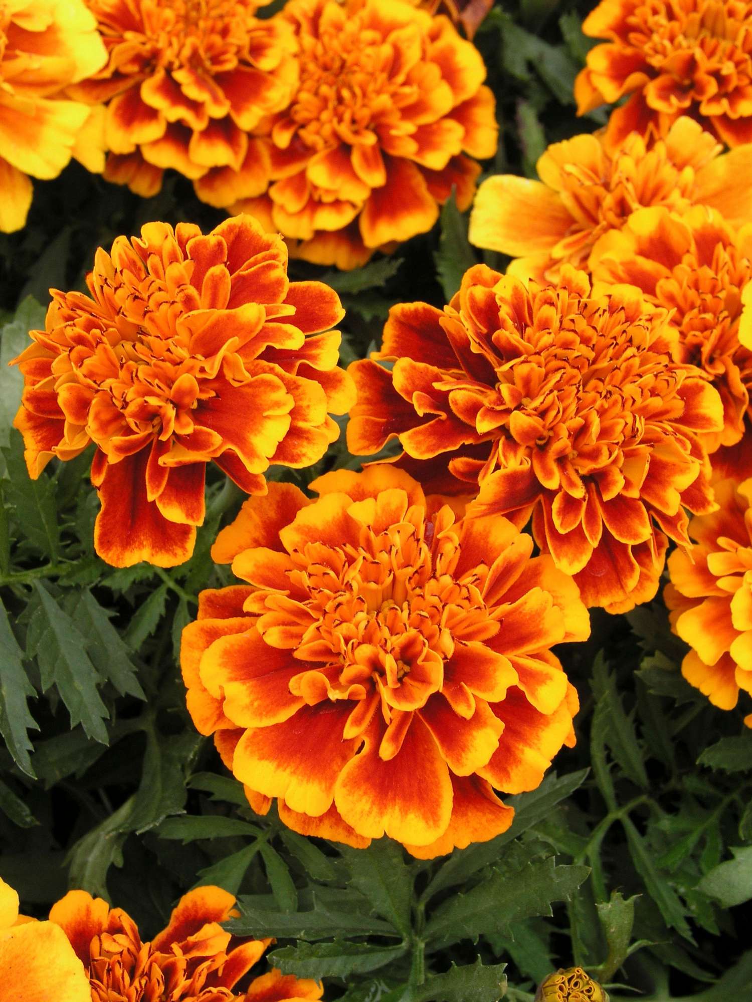 Tagetes 'French Marigold Orange Flame' (graines)