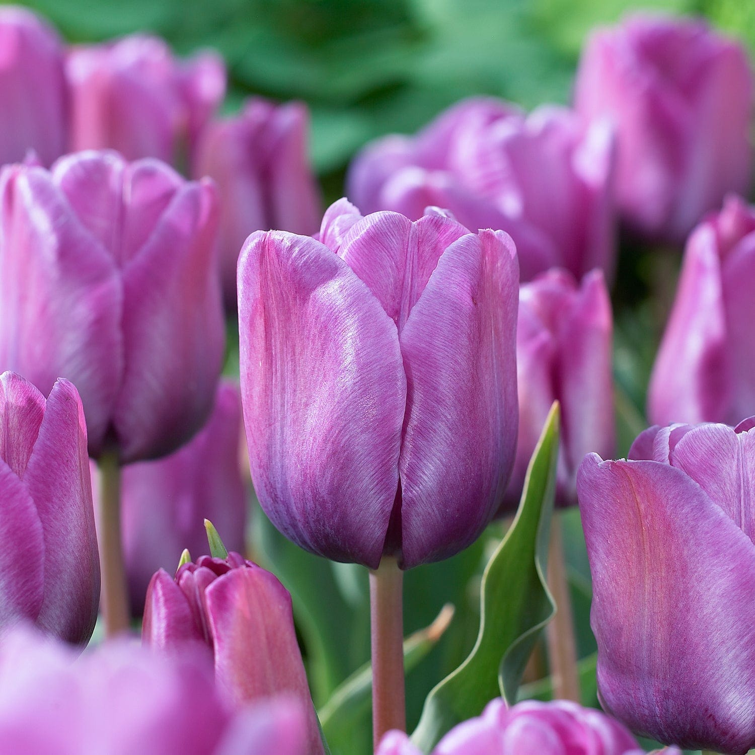 Tulipe 'Bleu Aimable'