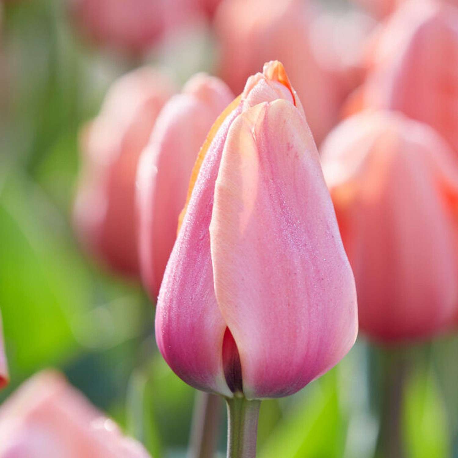 Tulipe 'Apricot Impression'