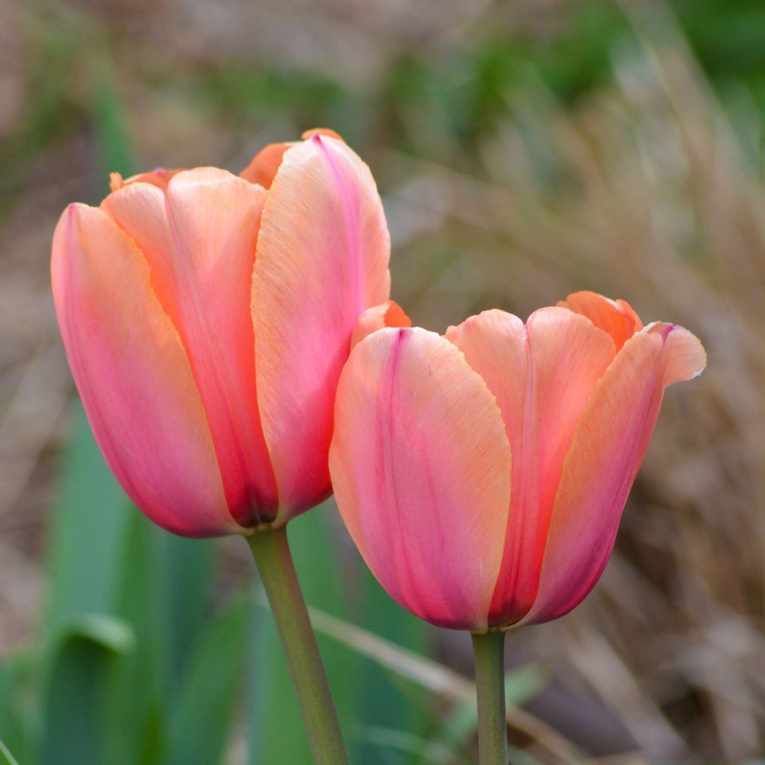 Tulipe 'Apricot Impression'