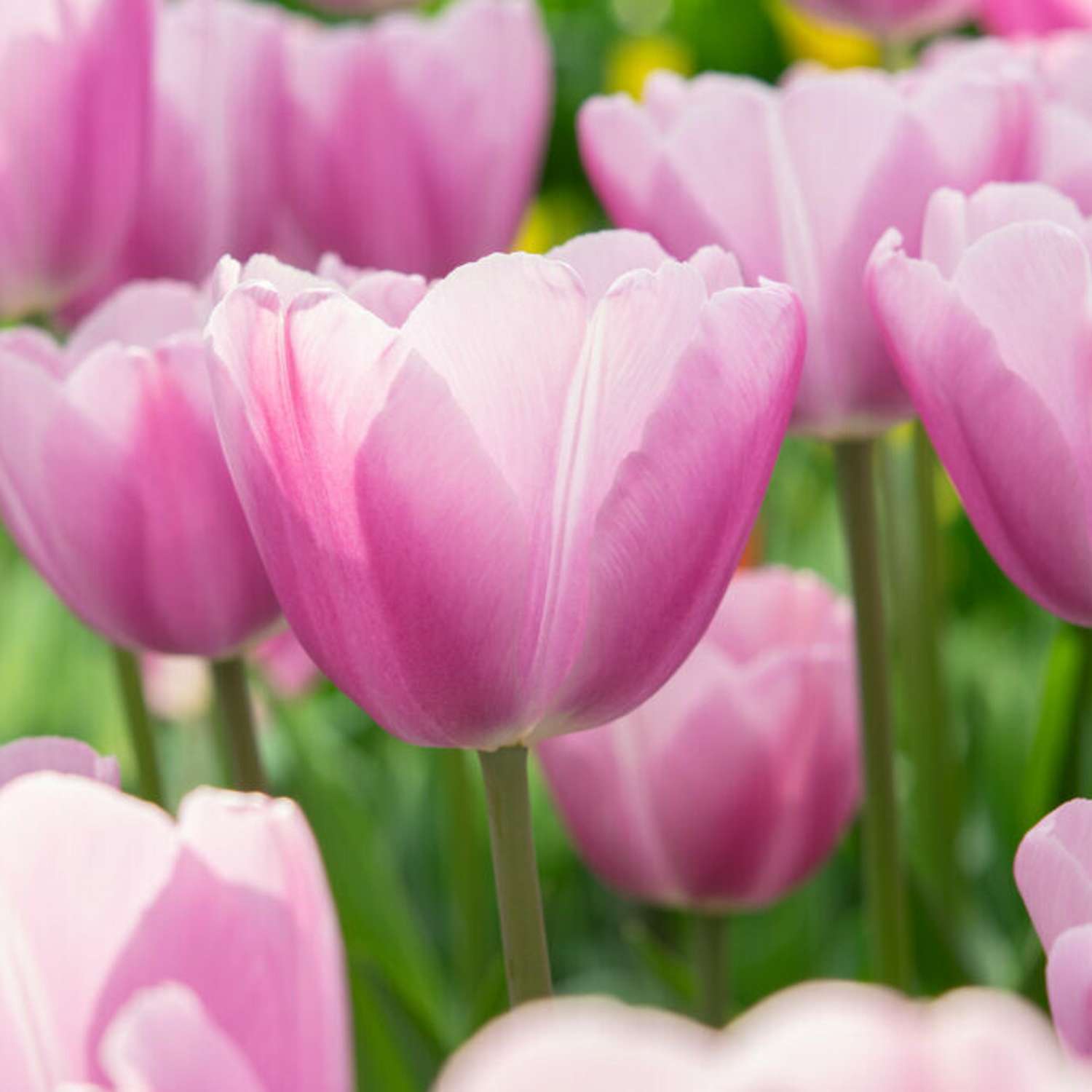 Tulipe 'Fenna'