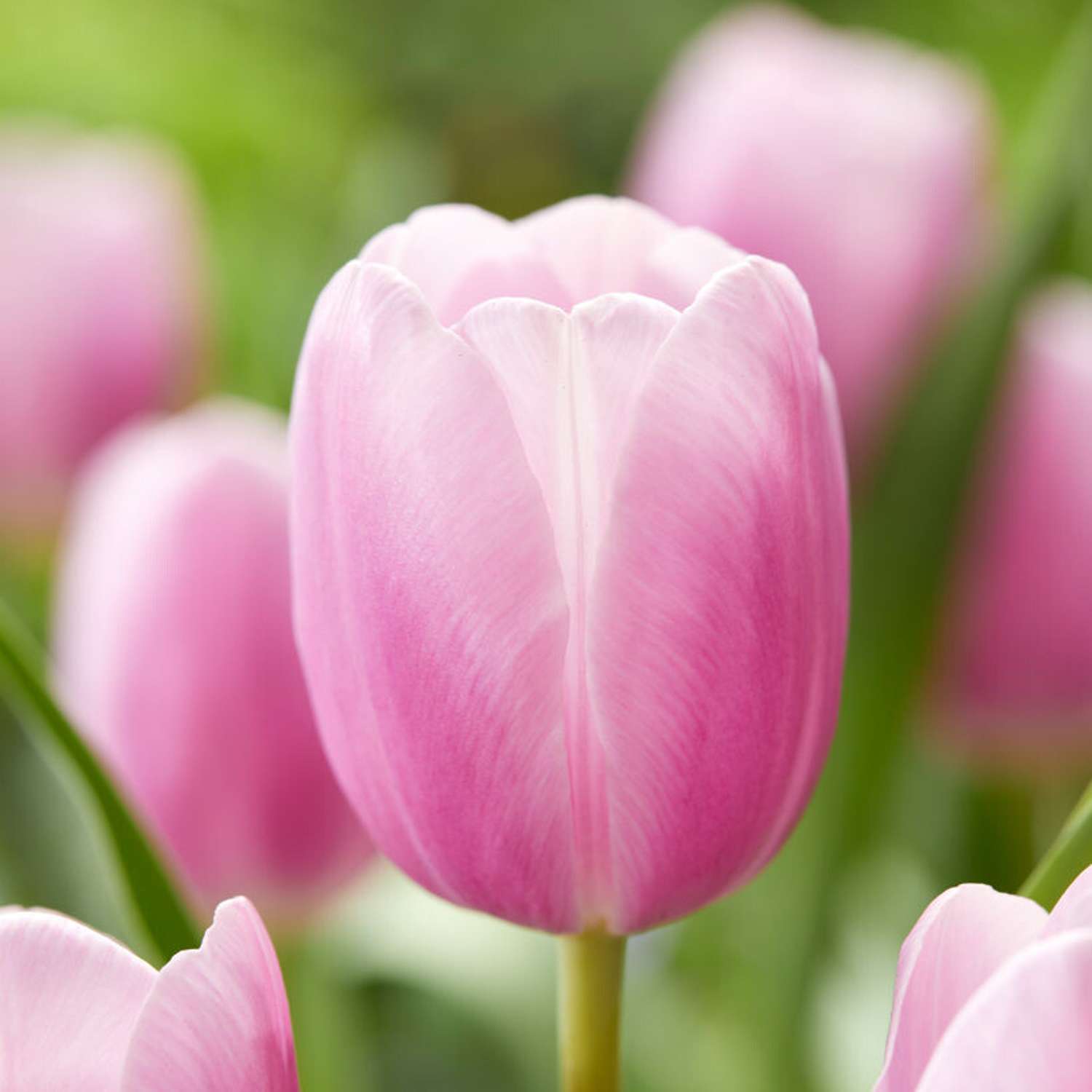 Tulipe 'Fenna'