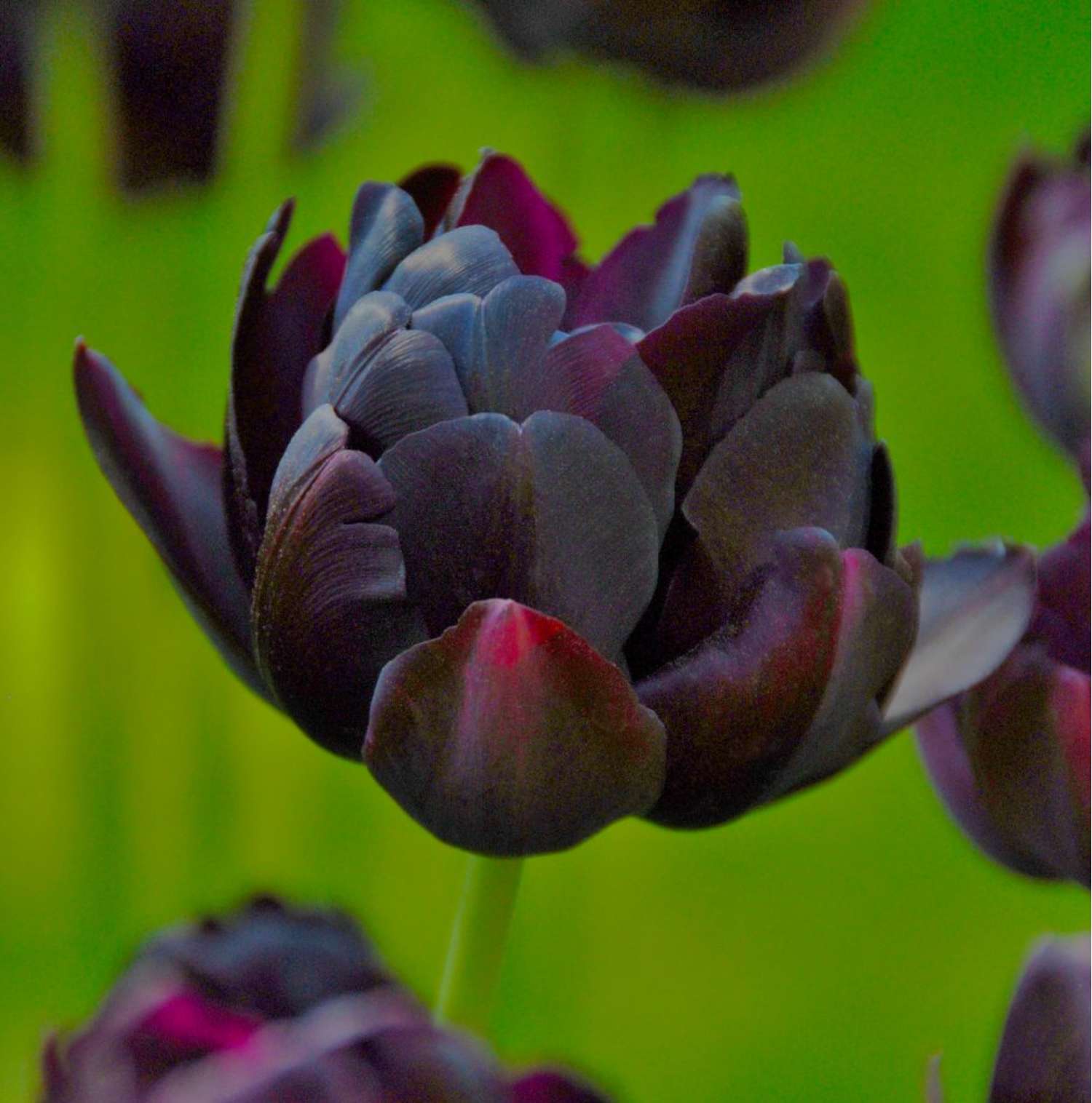 Tulipe 'Black Hero'