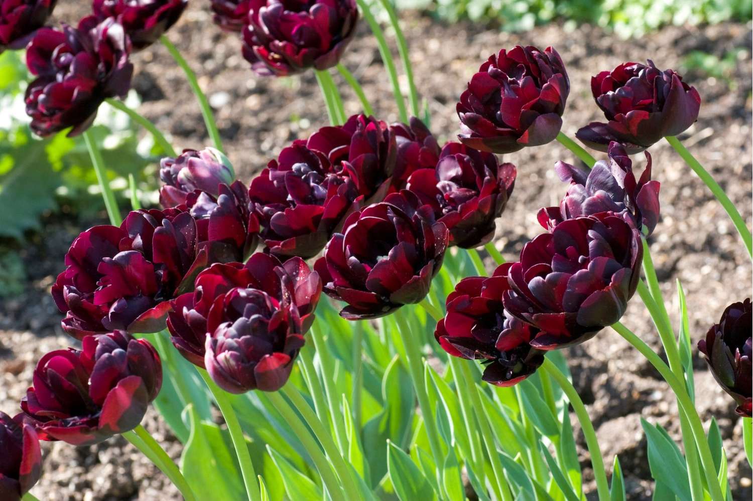 Tulipe 'Black Hero'