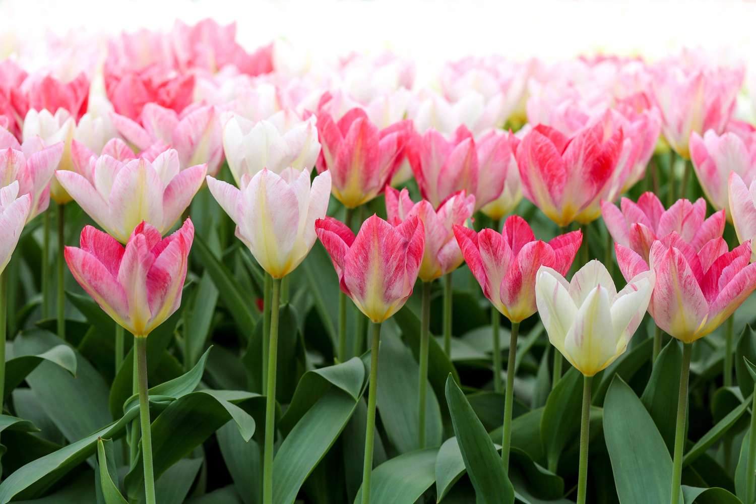 Tulipe 'Flaming Purissima'