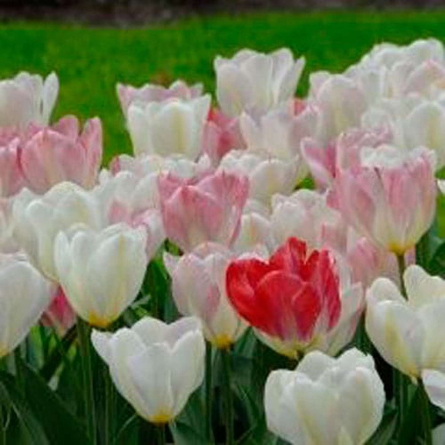 Tulipe 'Flaming Purissima'