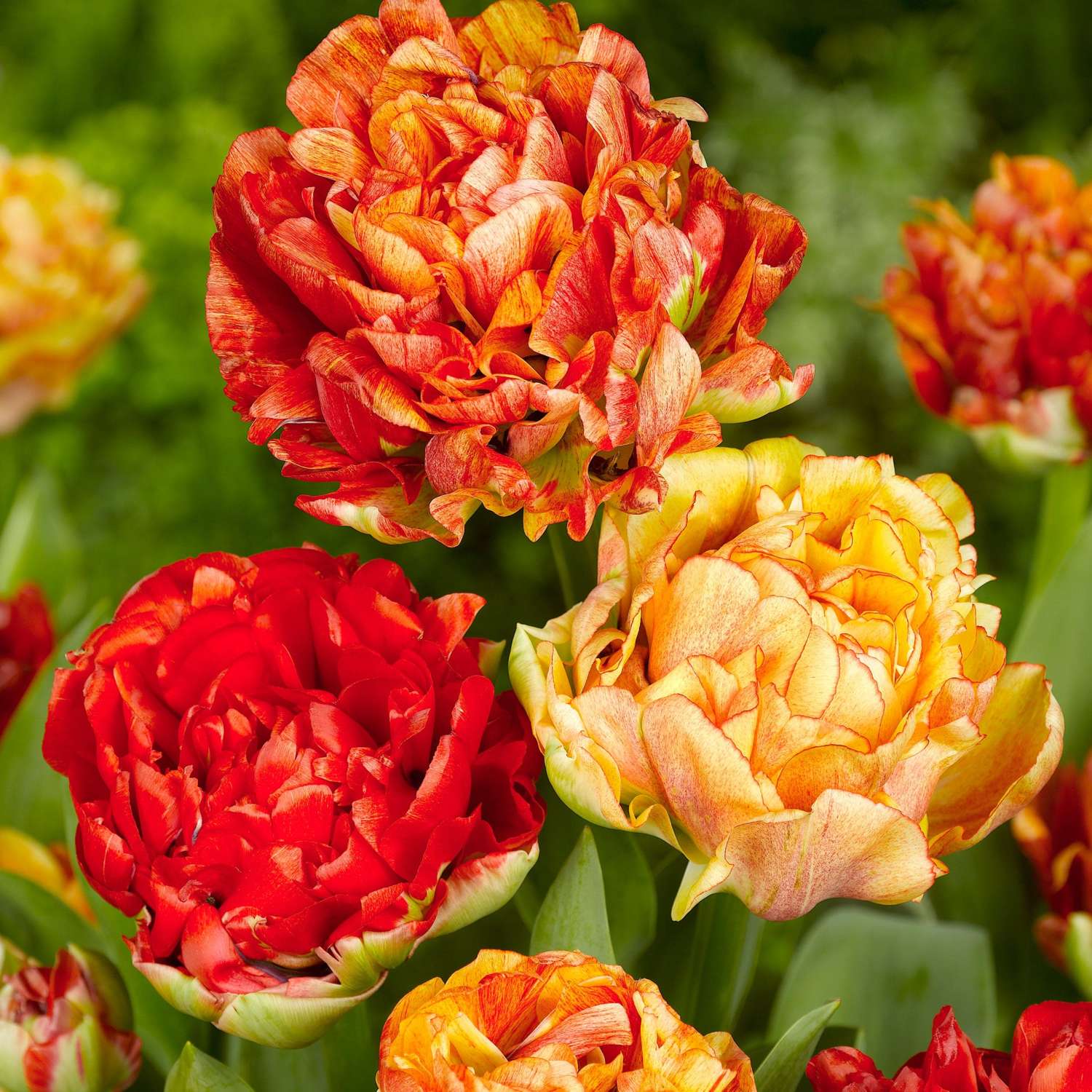Tulipe 'Gudoshnik'