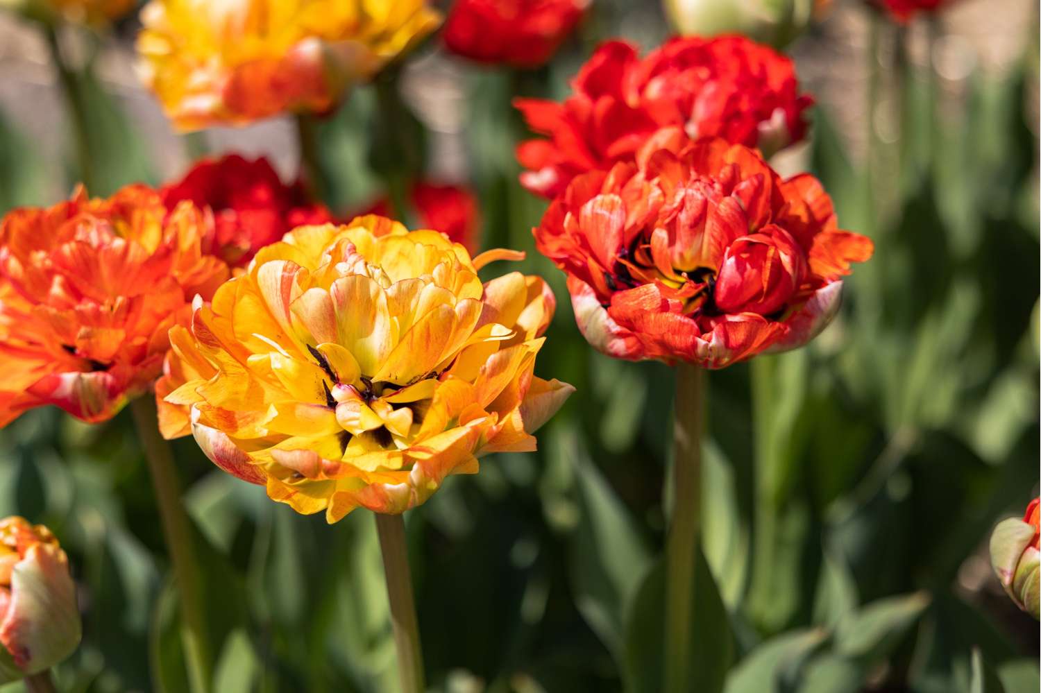 Tulipe 'Gudoshnik'